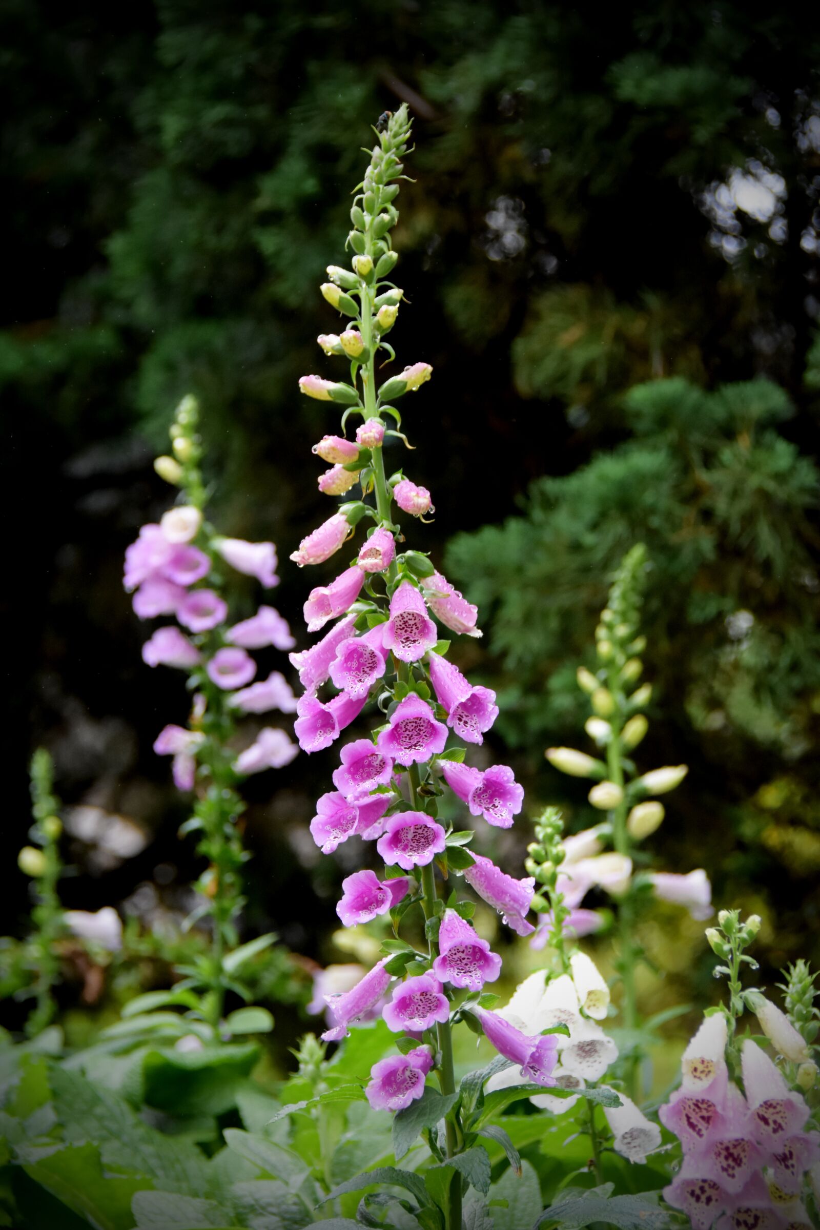 Nikon D7200 sample photo. Cymbidium, digitalis purpurea, image photography