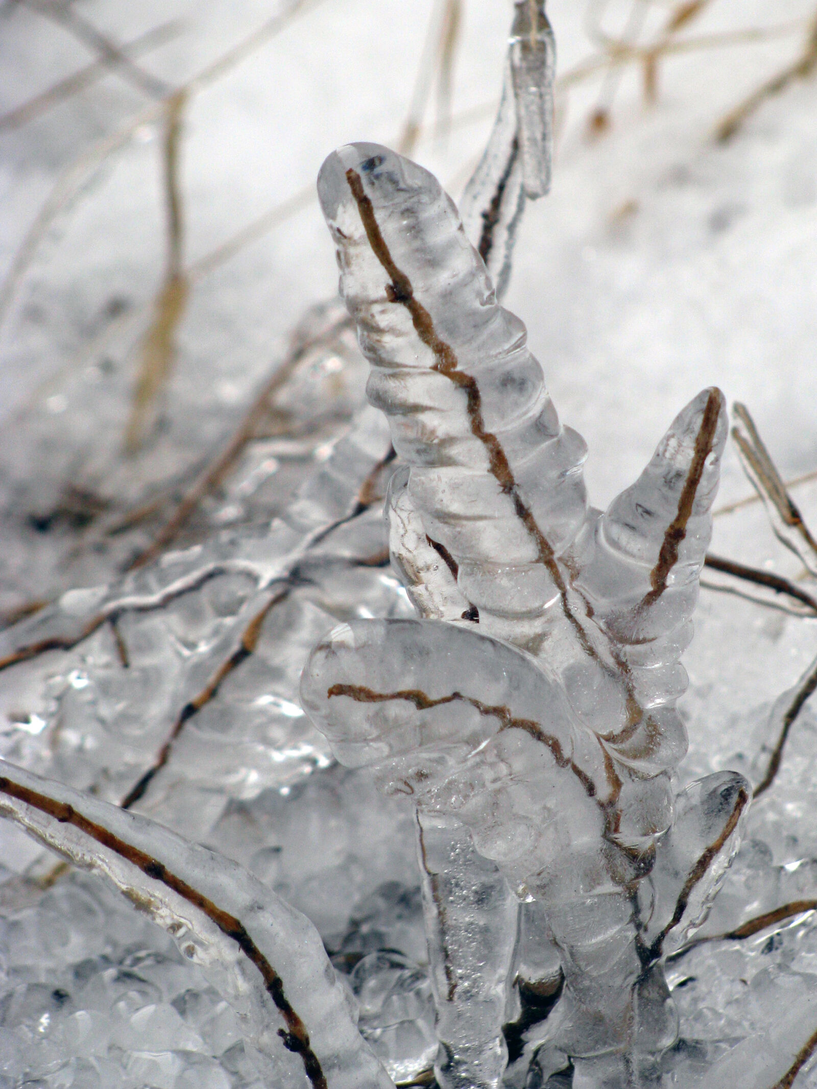 Canon POWERSHOT SX100 IS sample photo. Frozen, ice, plant, trapped photography
