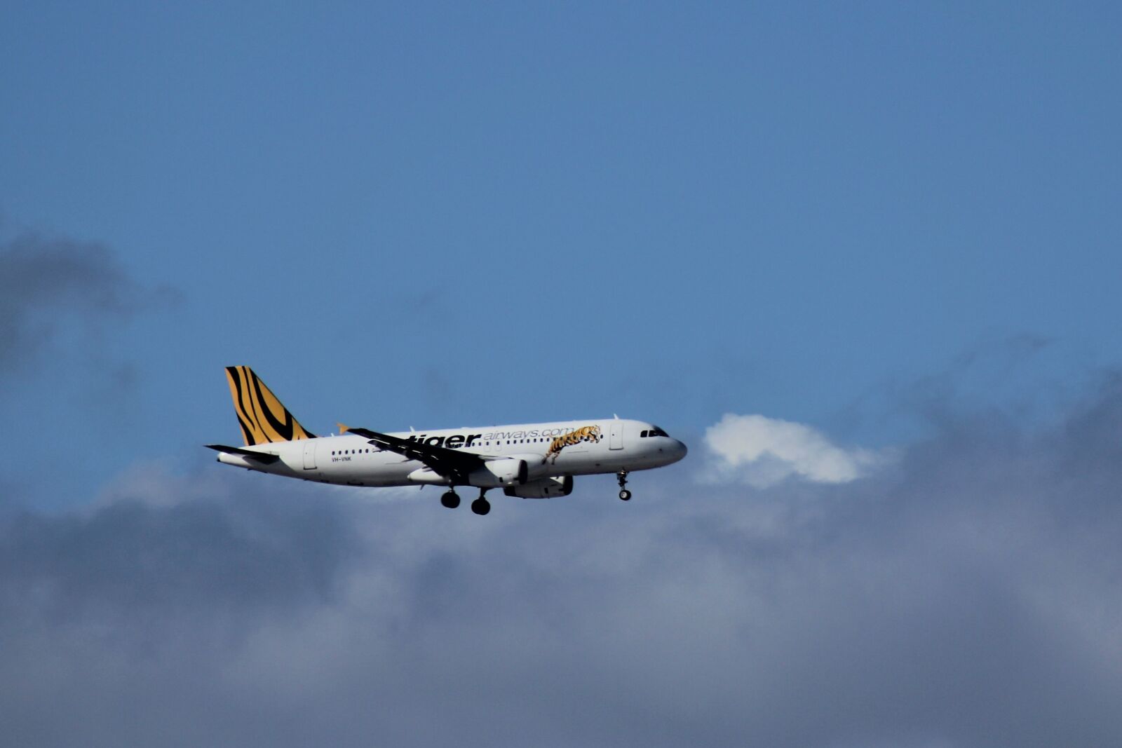 Canon EOS 60D sample photo. Tiger, air, landing photography