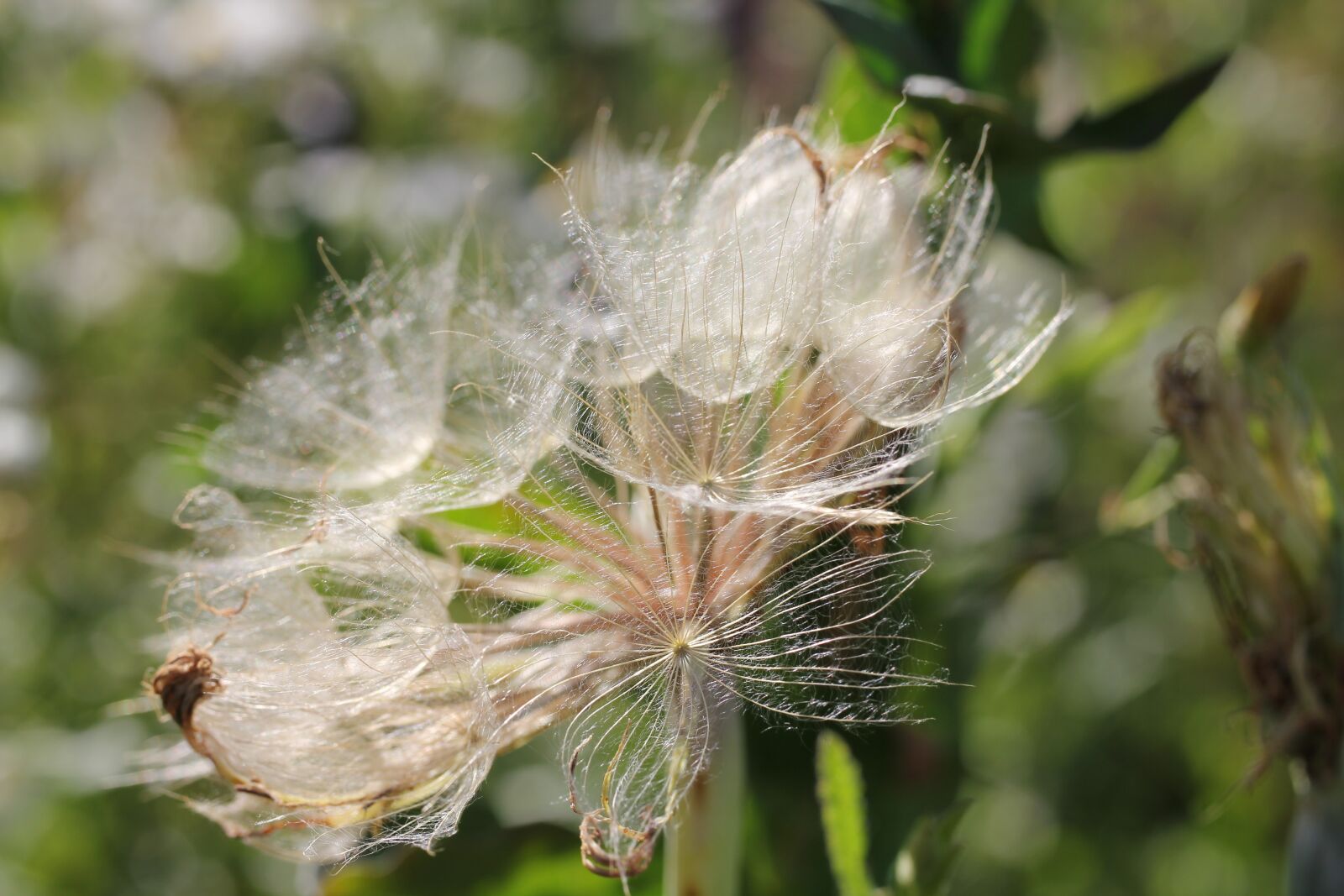Canon EOS 550D (EOS Rebel T2i / EOS Kiss X4) sample photo. Thistle, dandelion, seeds photography