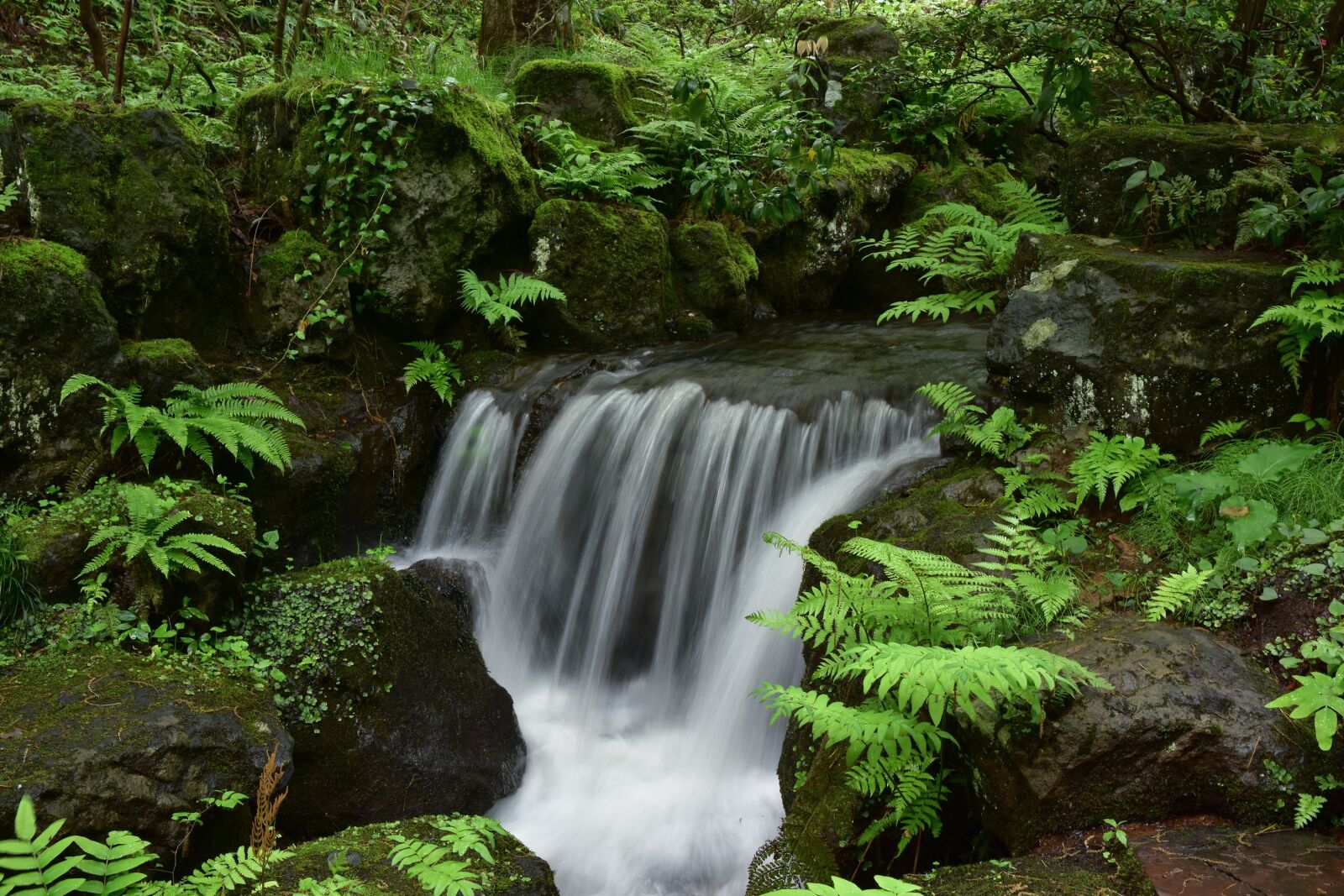 Nikon D7200 sample photo. Natural, landscape, forest photography