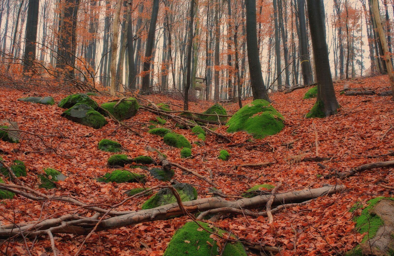 Canon EOS 1000D (EOS Digital Rebel XS / EOS Kiss F) sample photo. Landscape, forest, nature photography