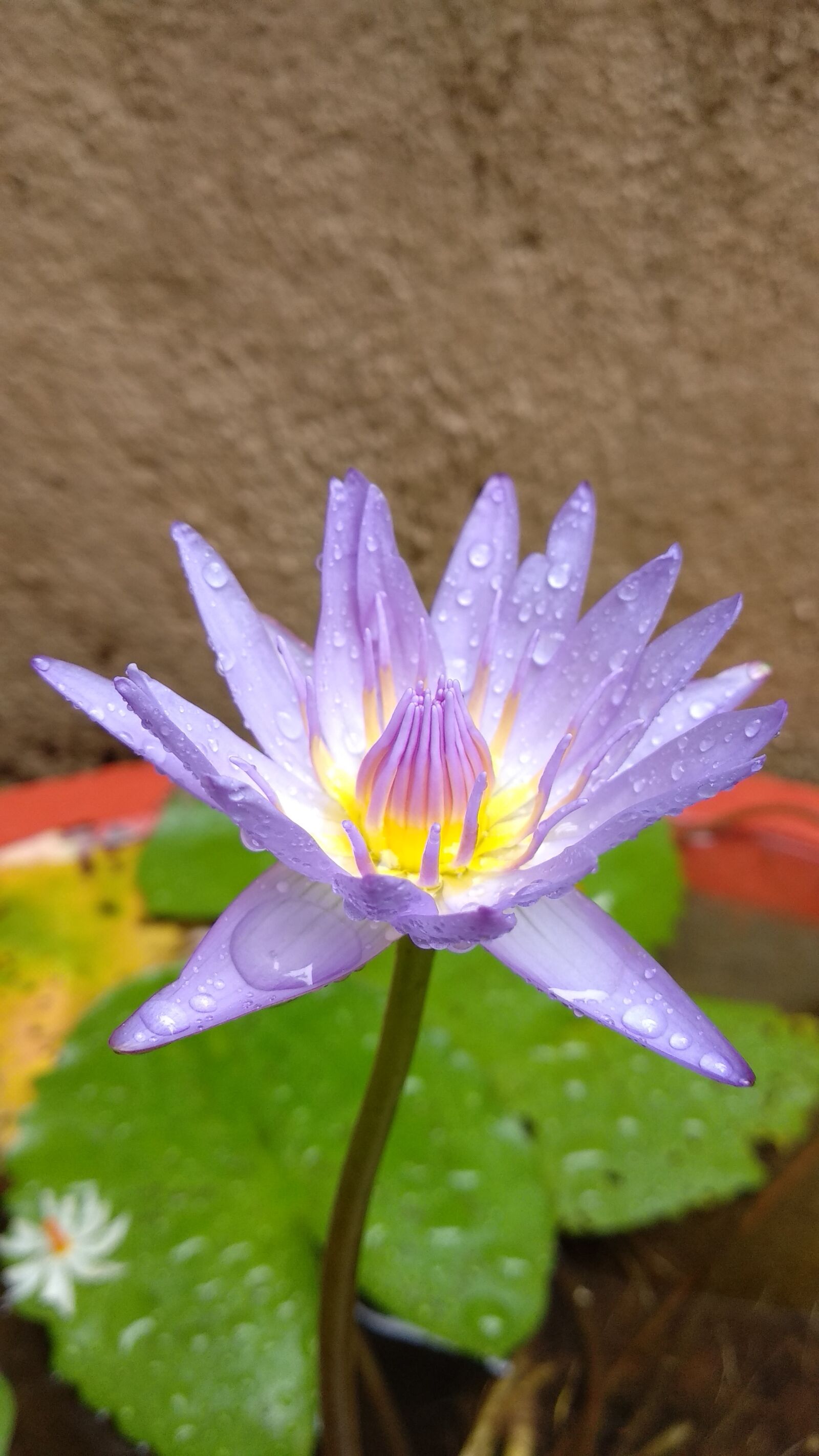 Xiaomi Mi A1 sample photo. Lotus, flower, petals photography
