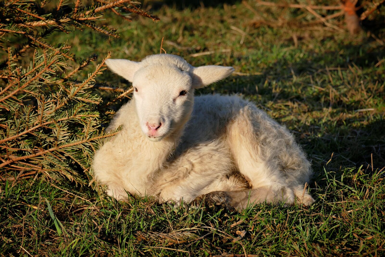 Panasonic Lumix DMC-FZ1000 sample photo. Lamb, schäfchen, passover photography