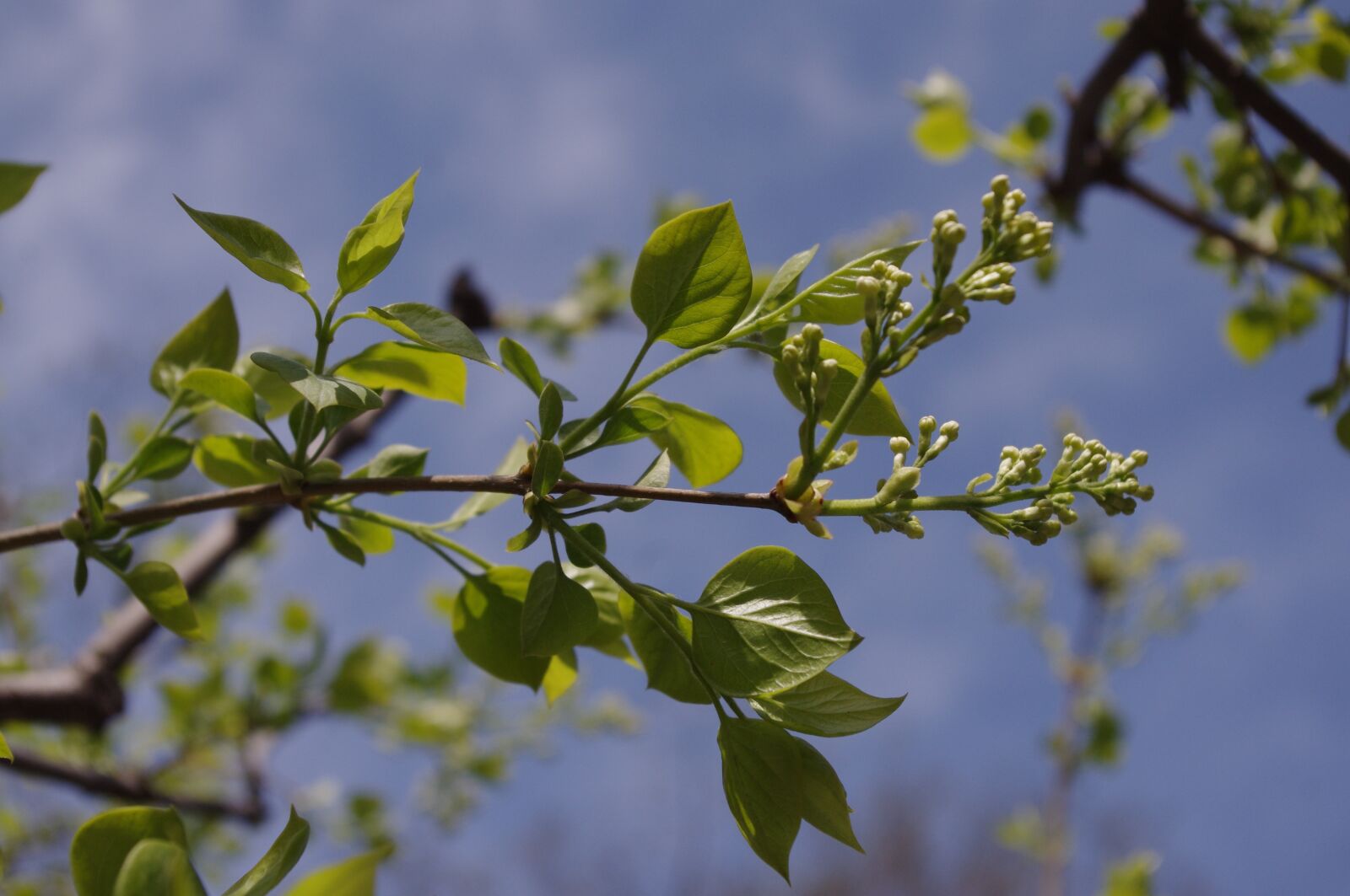 Pentax K-r sample photo. Verdure, leaves, lilac photography