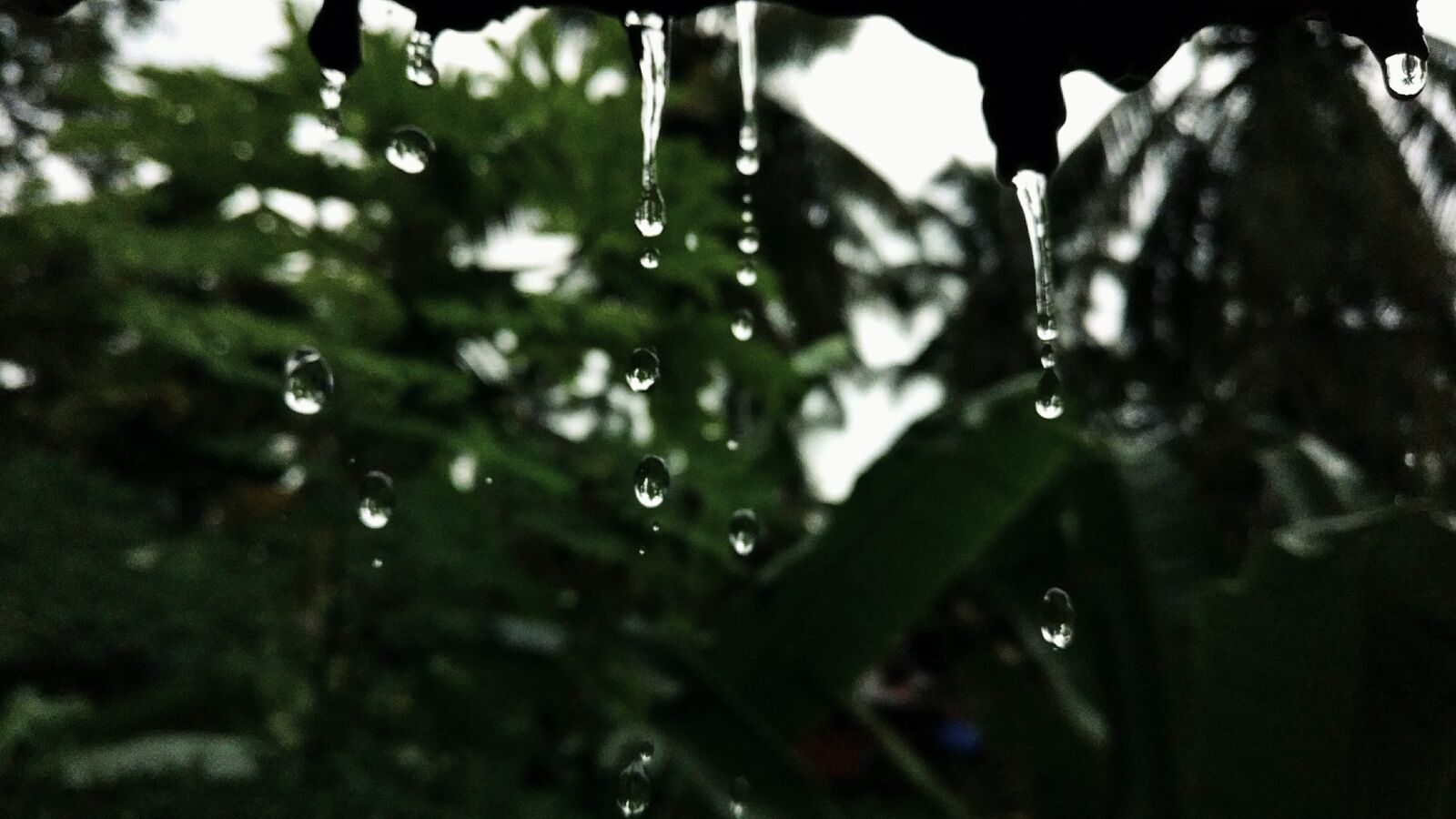 OnePlus A3003 sample photo. Raindrops, rain, trees photography