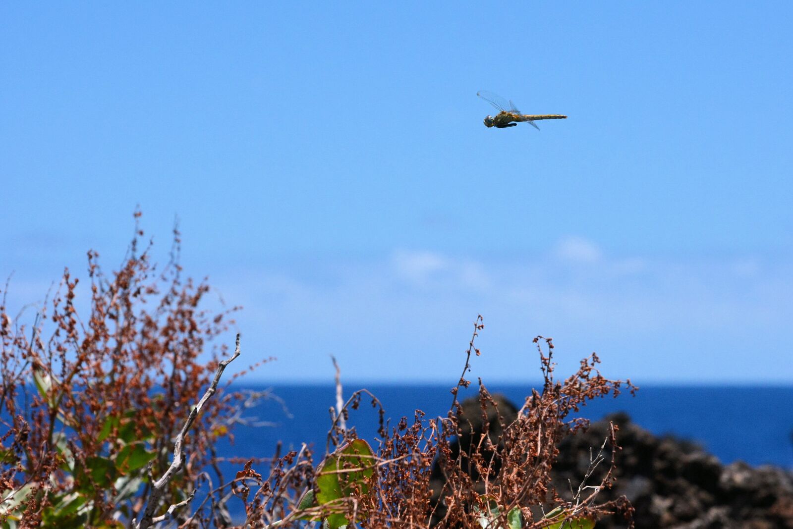Nikon D7100 sample photo. Sea, nature, dragonfly photography