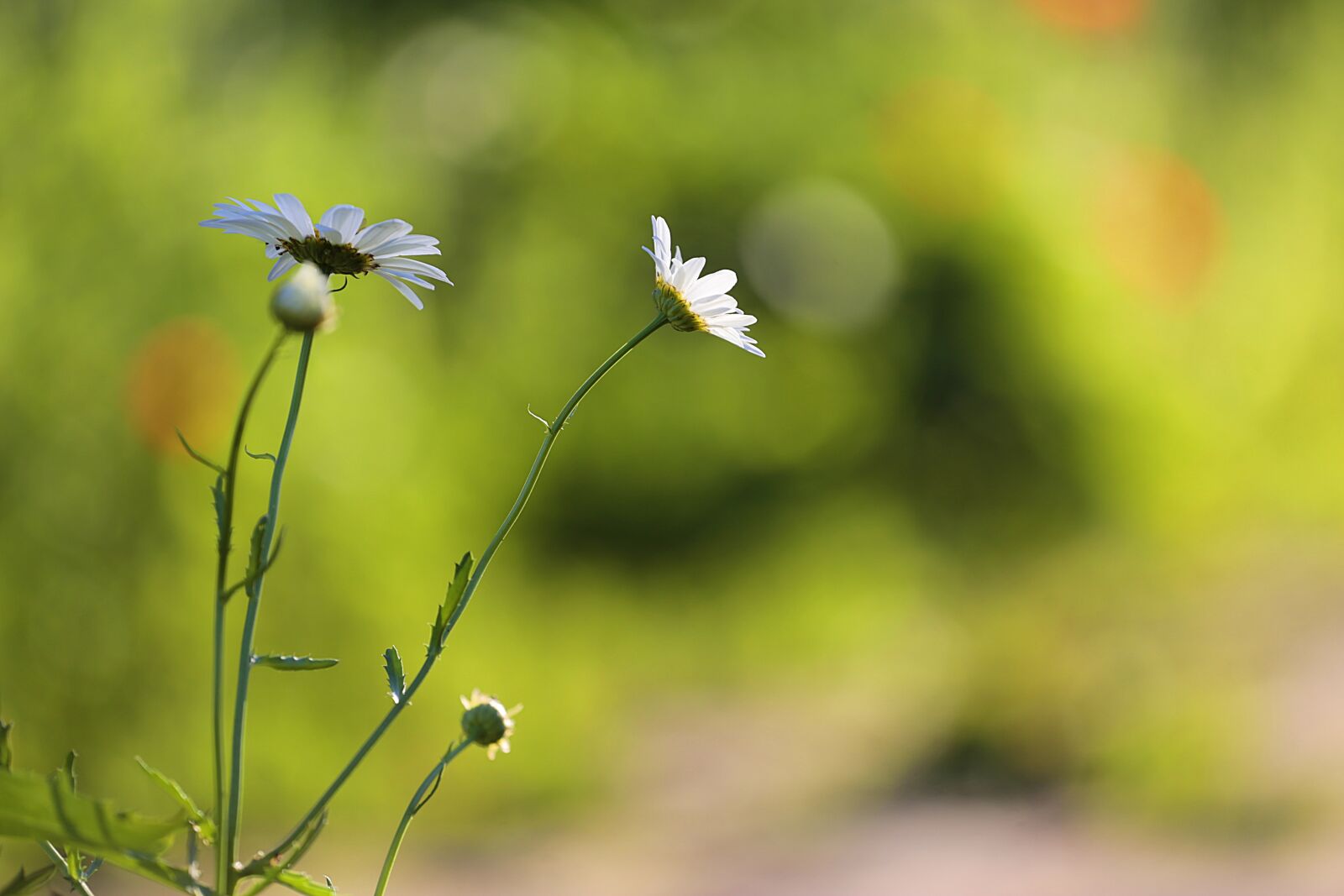 Canon EOS 6D + Canon EF 70-200mm F4L USM sample photo. Chamomile, beauty, flowers of photography