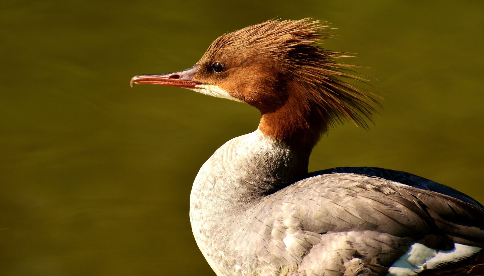 Nikon D7200 sample photo. Merganser, mergus merganser, duck photography