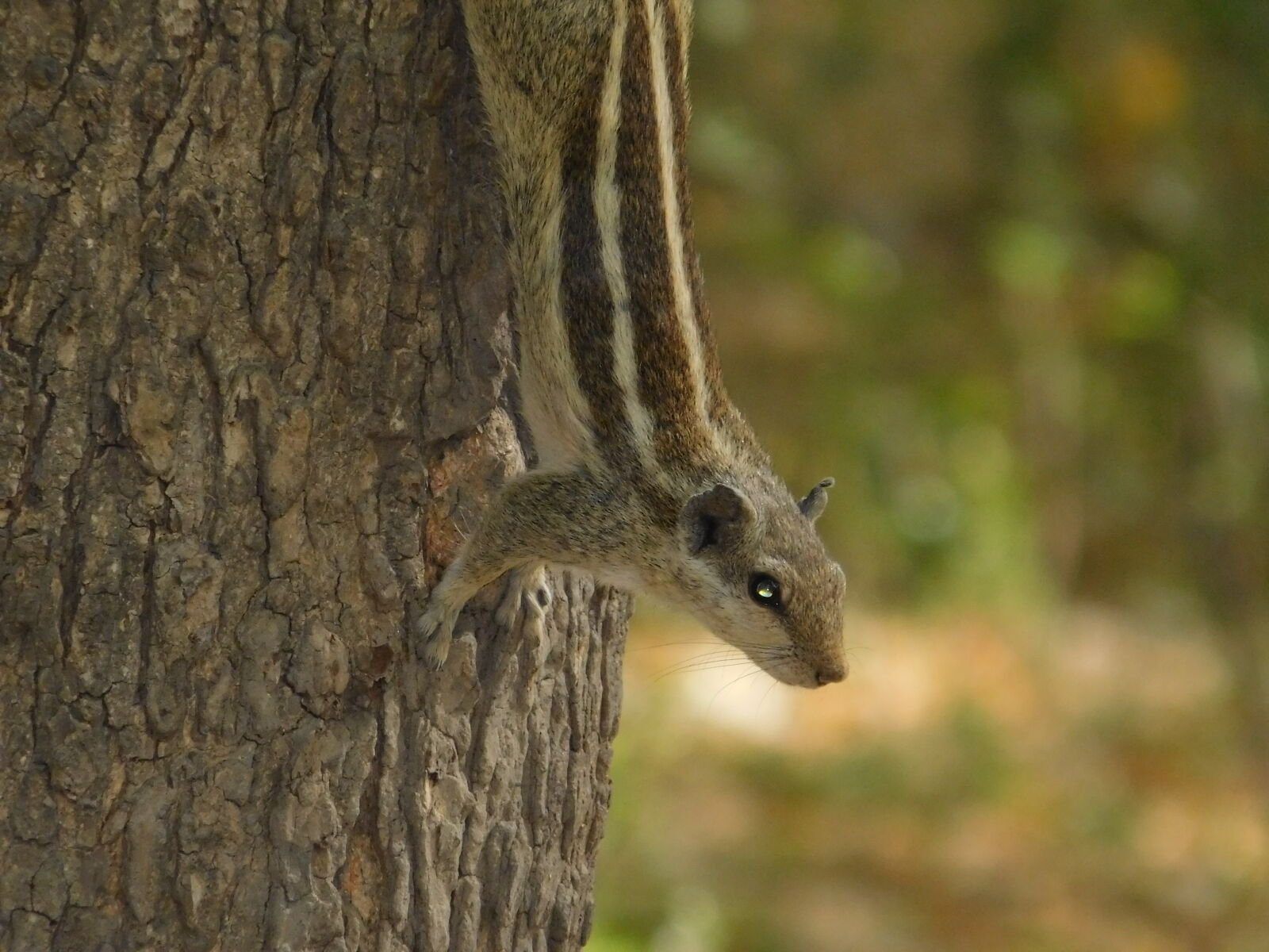 Nikon Coolpix L840 sample photo. Squirrel photography