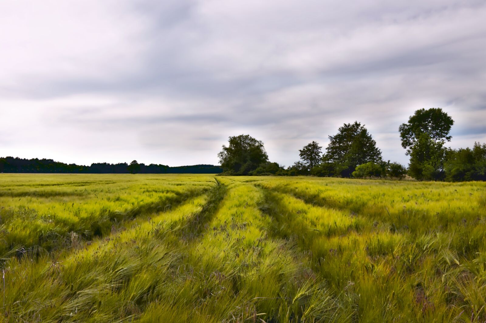 Nikon D3200 sample photo. Cornfield, field, cereals photography