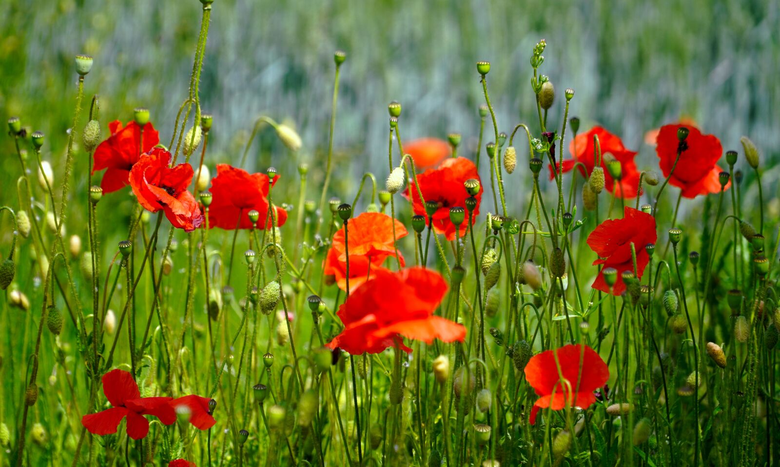 Sony E PZ 18-105mm F4 G OSS sample photo. Poppies, blossom, bloom photography