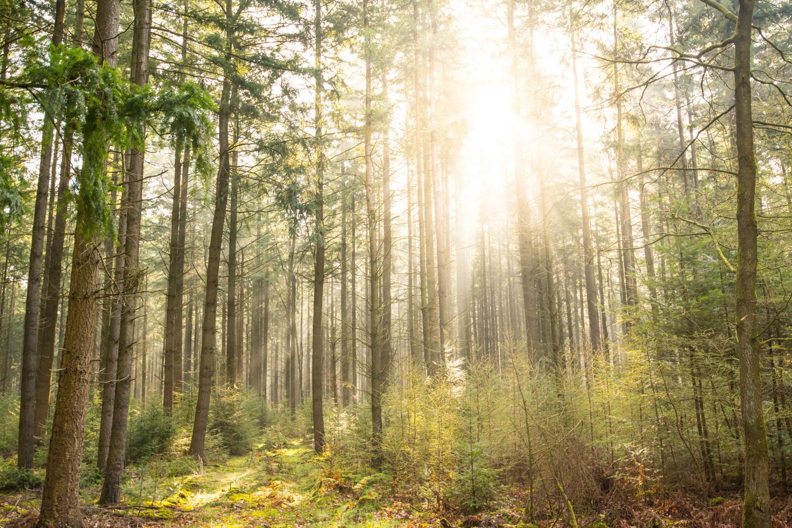 Nikon D610 sample photo. Forest, sun, shadow photography
