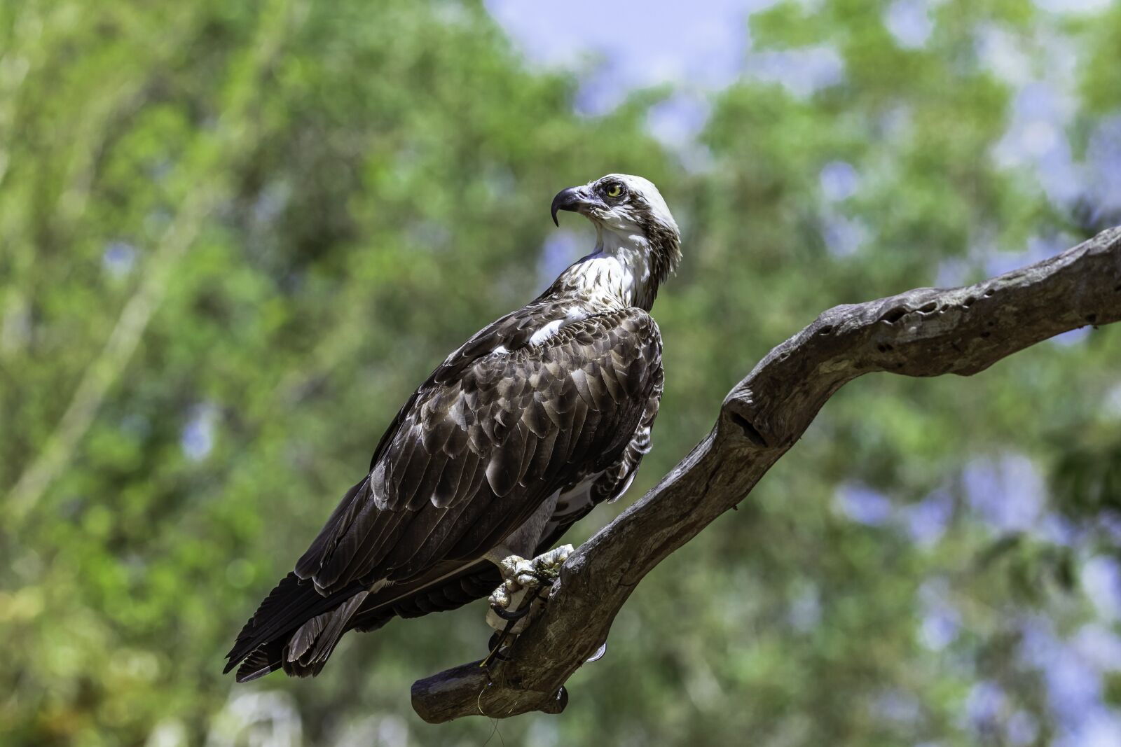 Canon EOS 80D sample photo. Eagle, raptor, birds photography