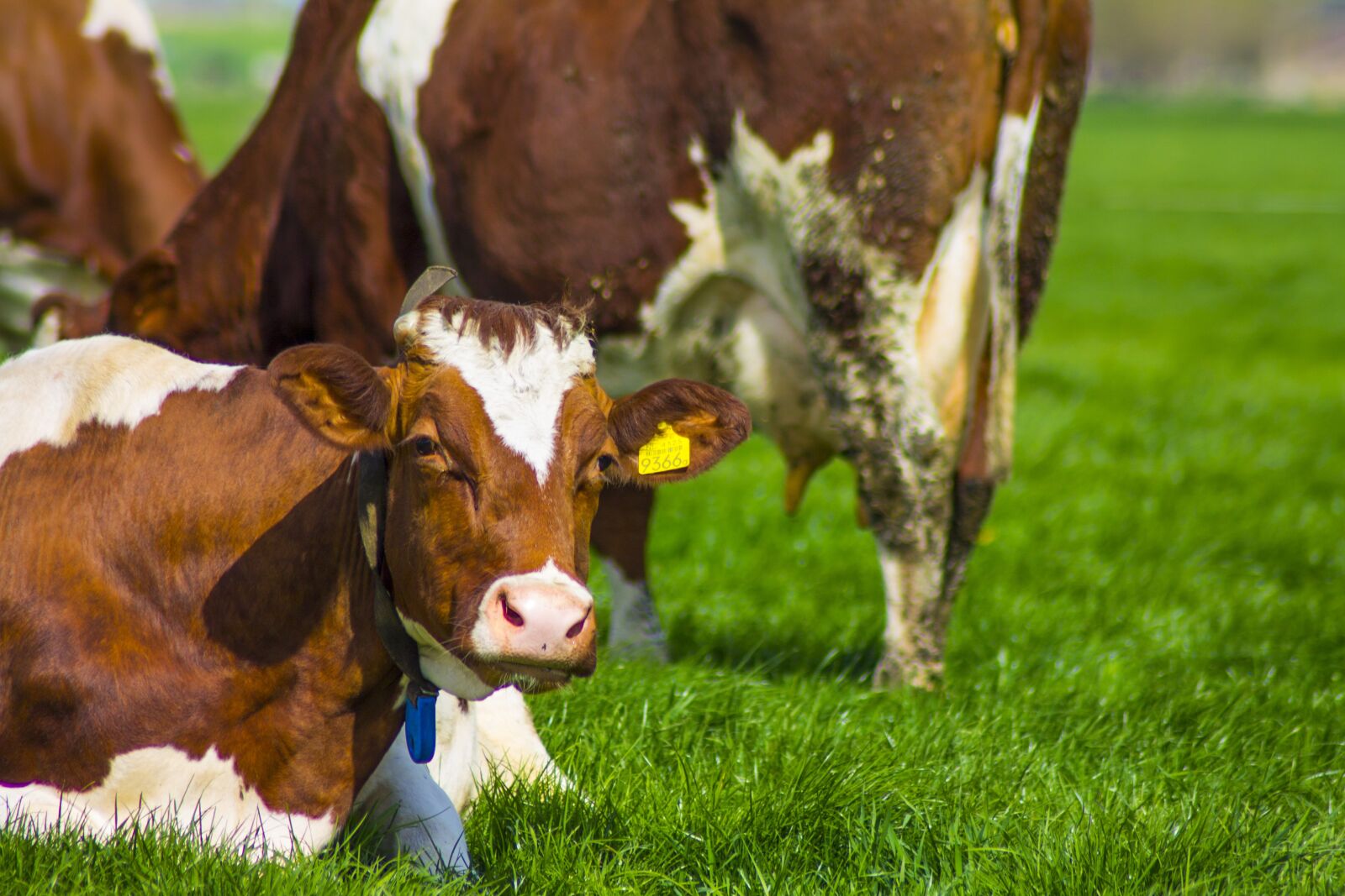 Canon EOS 1100D (EOS Rebel T3 / EOS Kiss X50) sample photo. Spring, cow, pasture photography