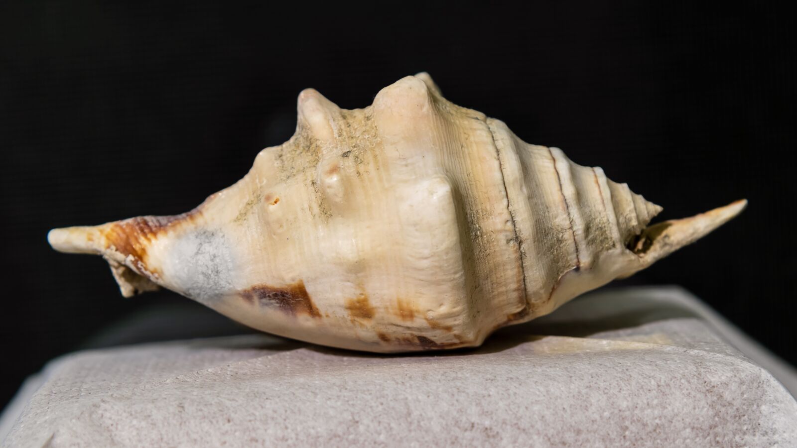 Nikon D850 sample photo. Last ra, shell, m photography
