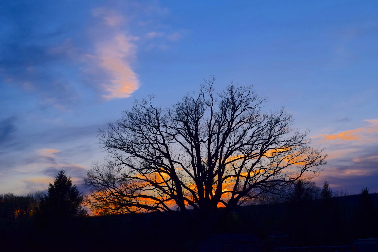Nikon D3300 sample photo. Tree, silhouette, sunset photography