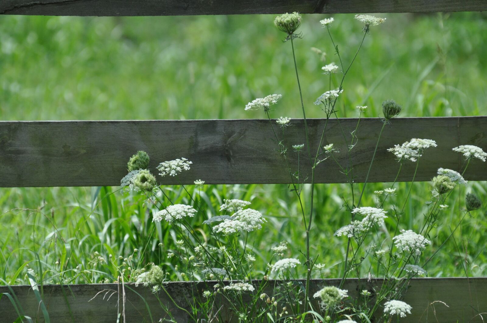 Nikon D5000 sample photo. White flowers, wooden fence photography