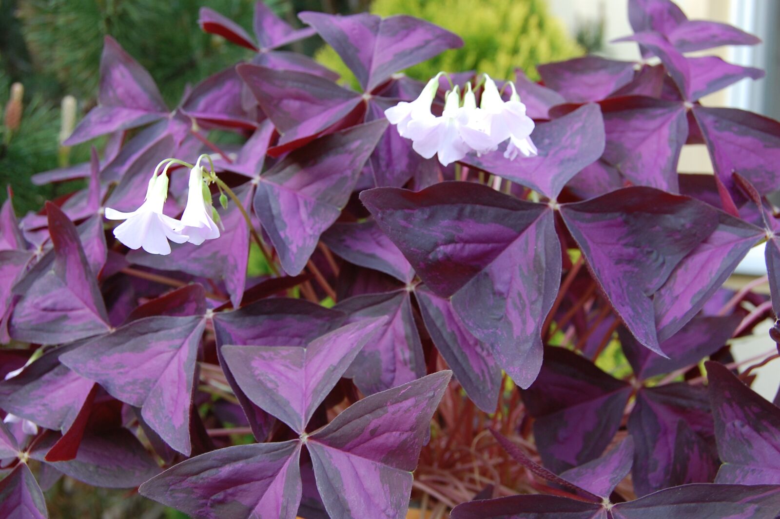 Nikon D40 sample photo. Pizdobol triangular, clover, plant photography