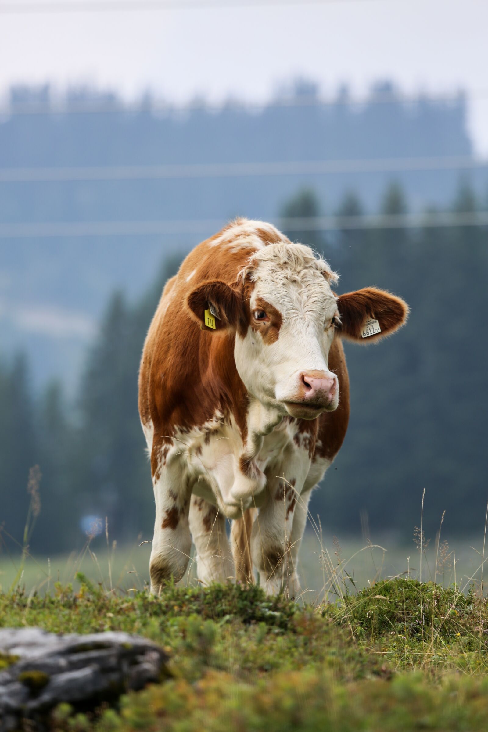 Canon EF 100-400mm F4.5-5.6L IS USM sample photo. Cow, alm, simmental cattle photography