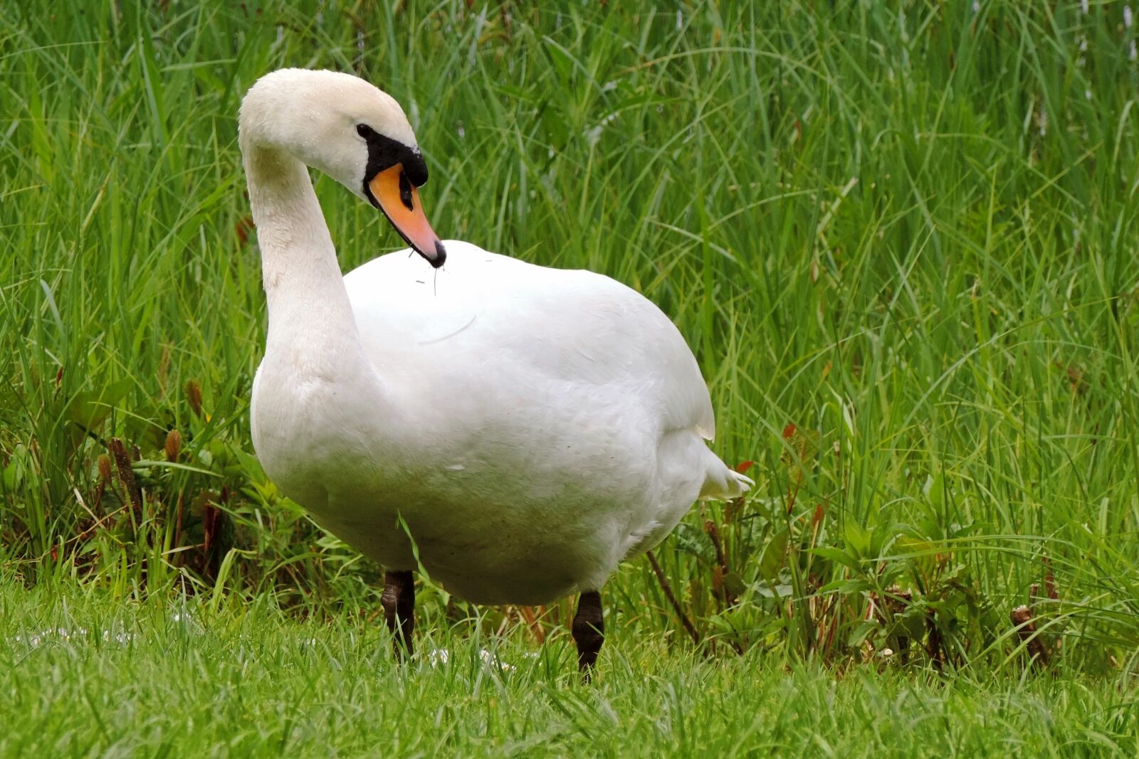Nikon Coolpix P520 sample photo. Swan, mute swan, white photography