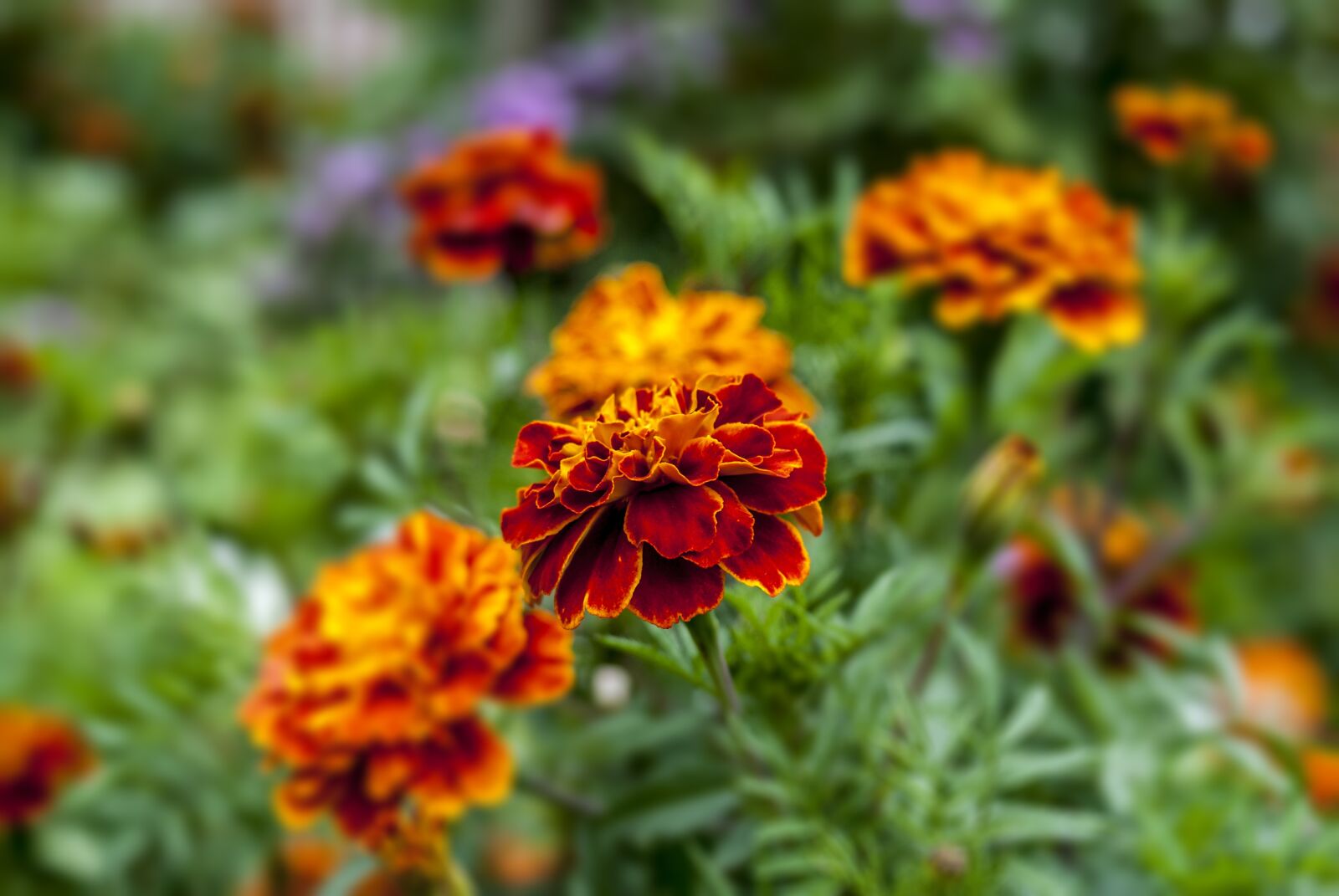 Nikon D60 sample photo. Nature, flowers, garden photography