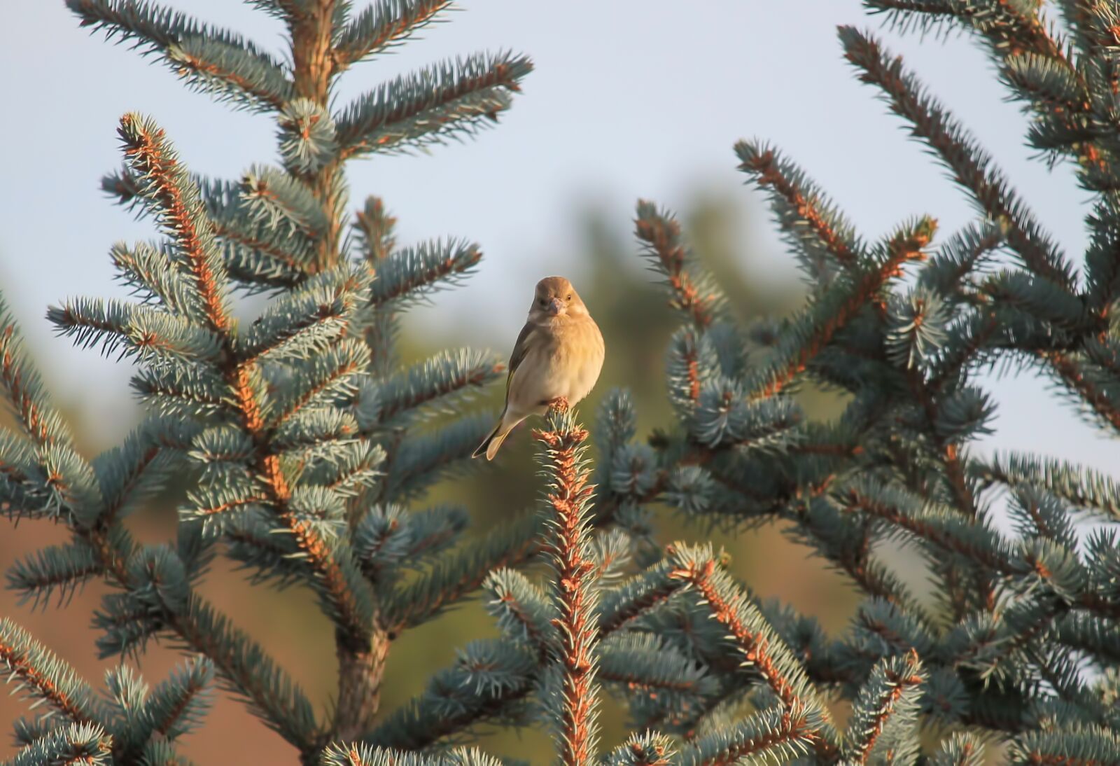 Canon EF-S 55-250mm F4-5.6 IS STM sample photo. Bird, greenfinch, female photography