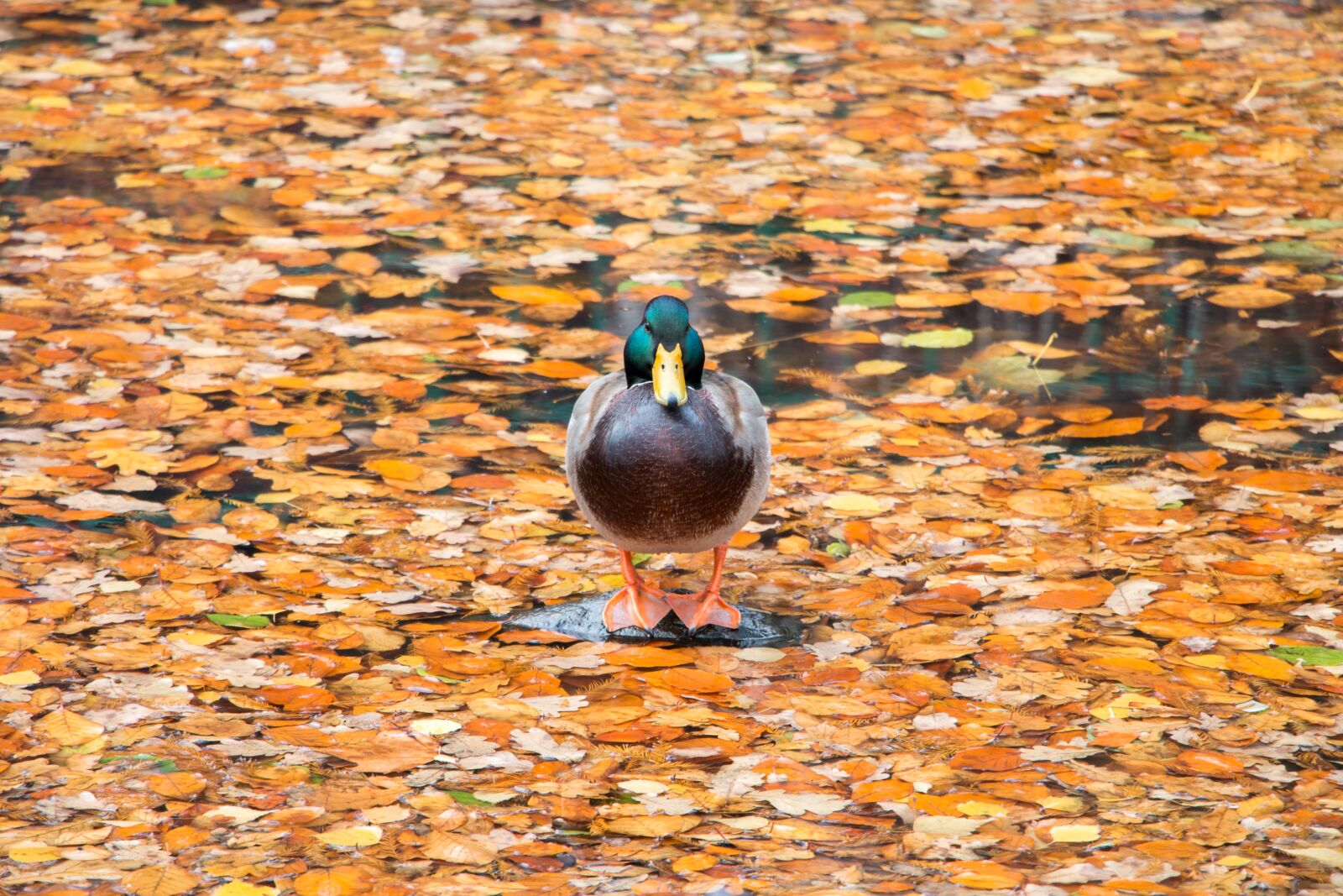 Canon EOS 70D sample photo. Duck, leaves, water photography