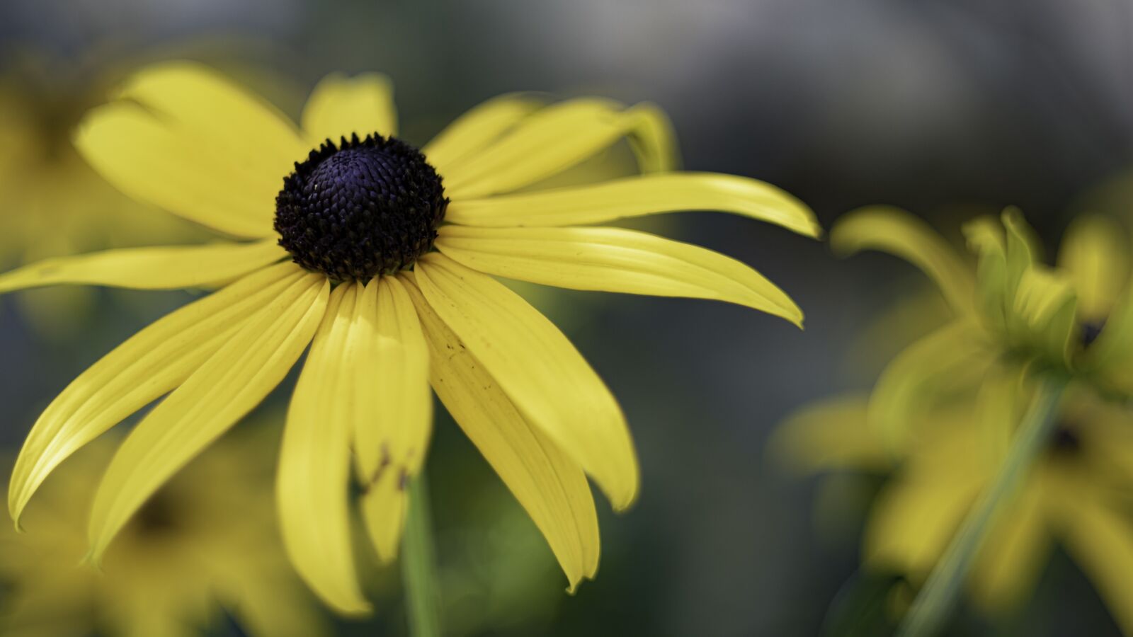 Fujifilm X-T3 sample photo. Rudbeckia, flower, yellow photography