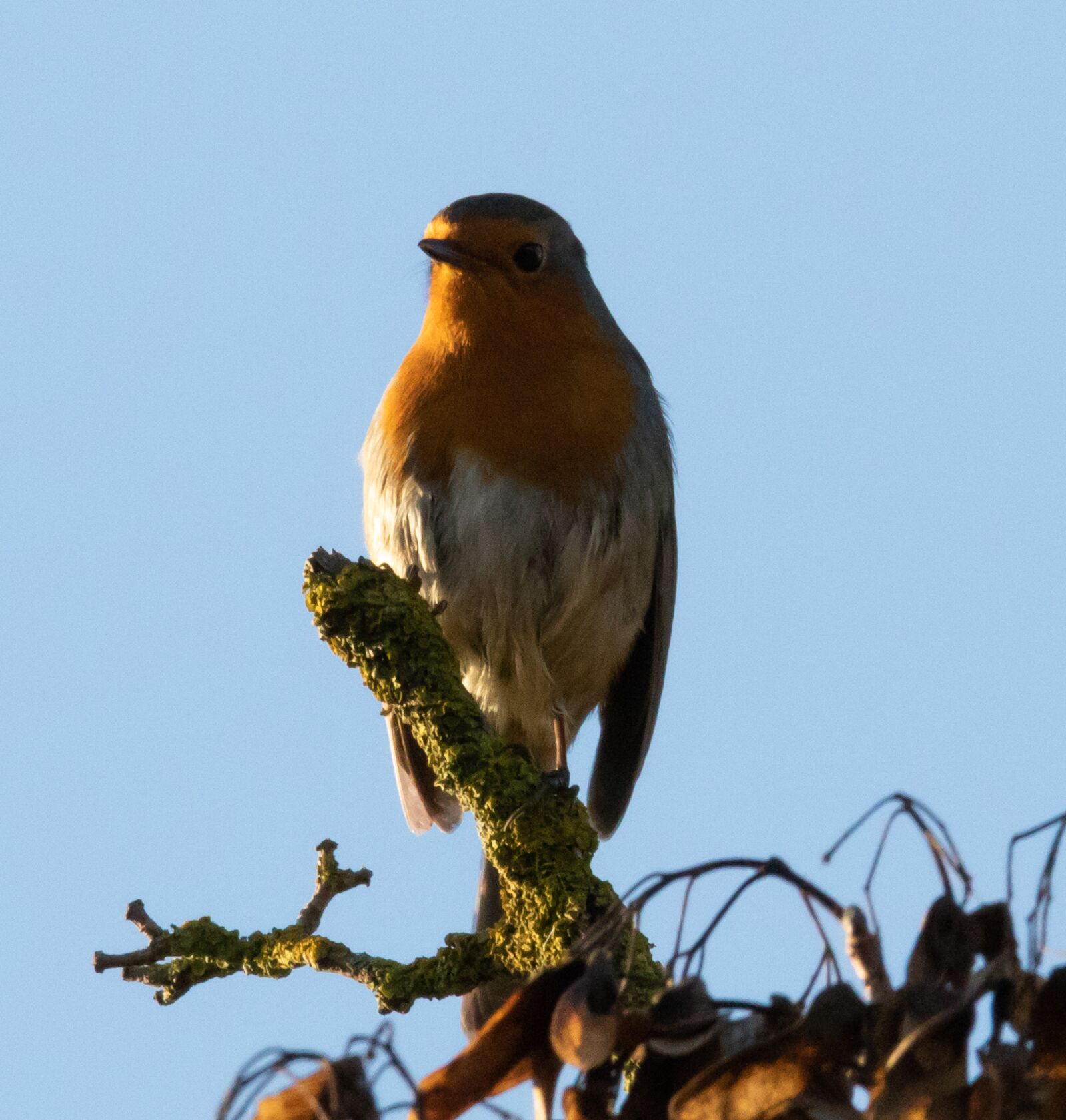 150-600mm F5-6.3 DG OS HSM | Contemporary 015 sample photo. Robin redbreast in tree photography