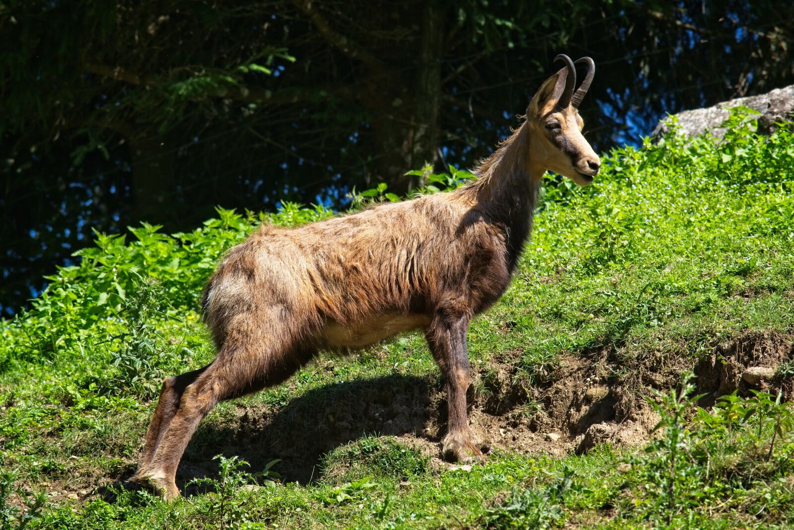 Nikon D7100 sample photo. Chamois, rupicapra rupicapra, gams photography
