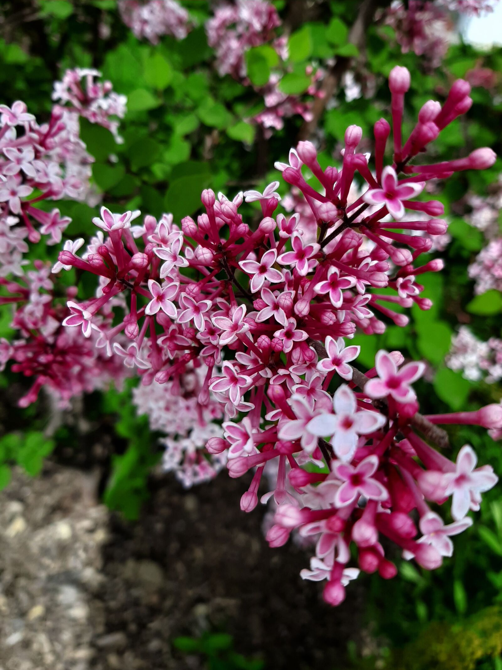 Samsung Galaxy A50 sample photo. Flower, nature, spring photography