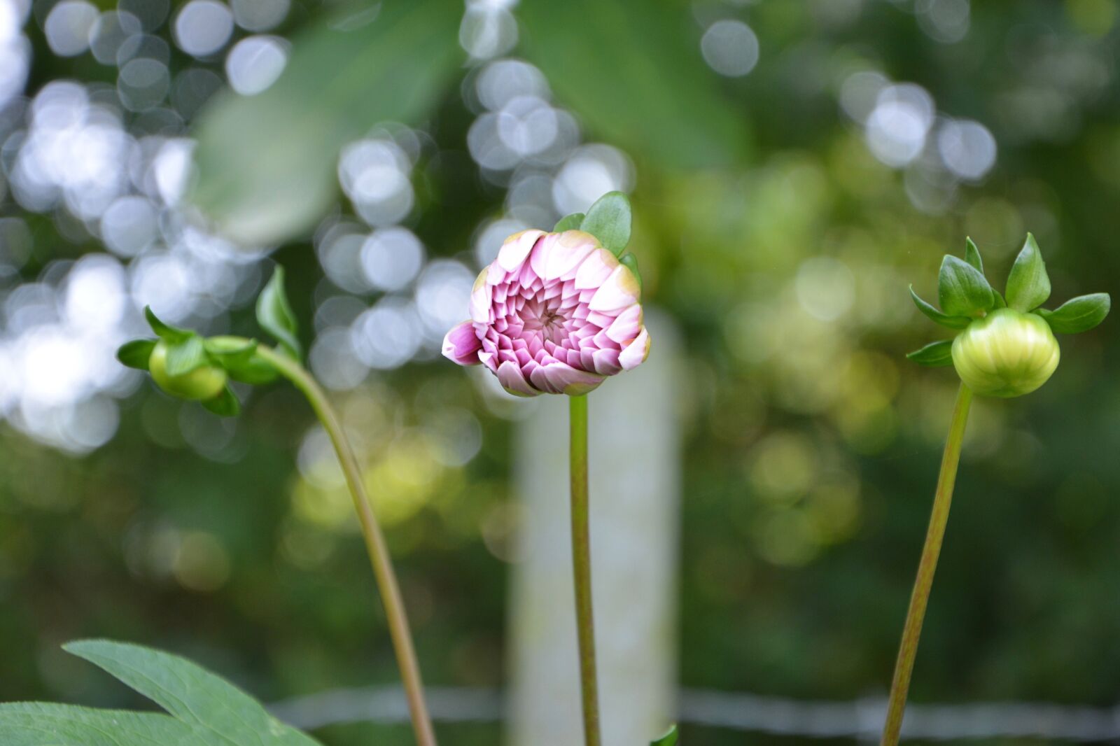 Nikon D5200 sample photo. Flower bud, dahlia, white photography