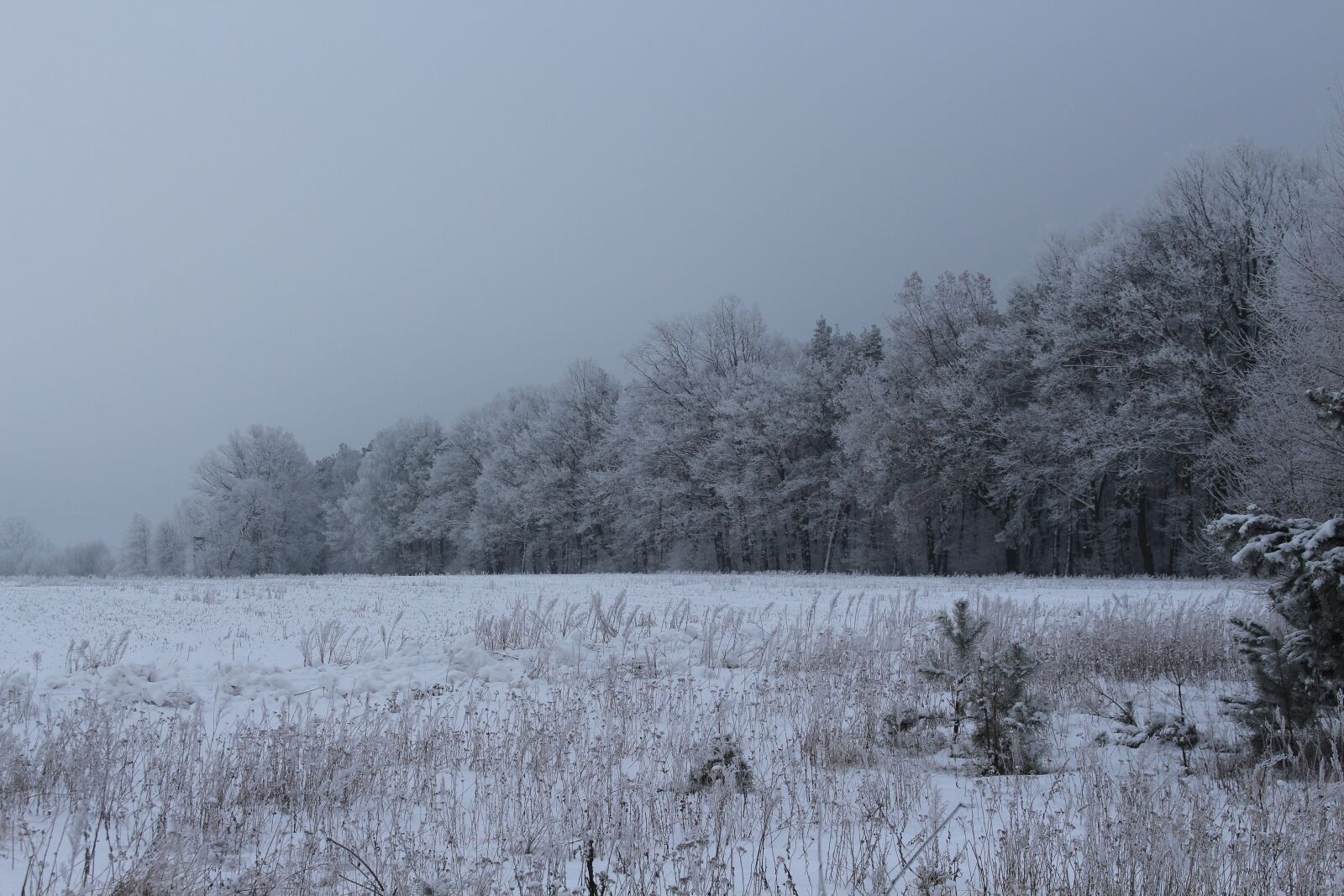 Canon EOS 700D (EOS Rebel T5i / EOS Kiss X7i) sample photo. Forest, winter, snow photography