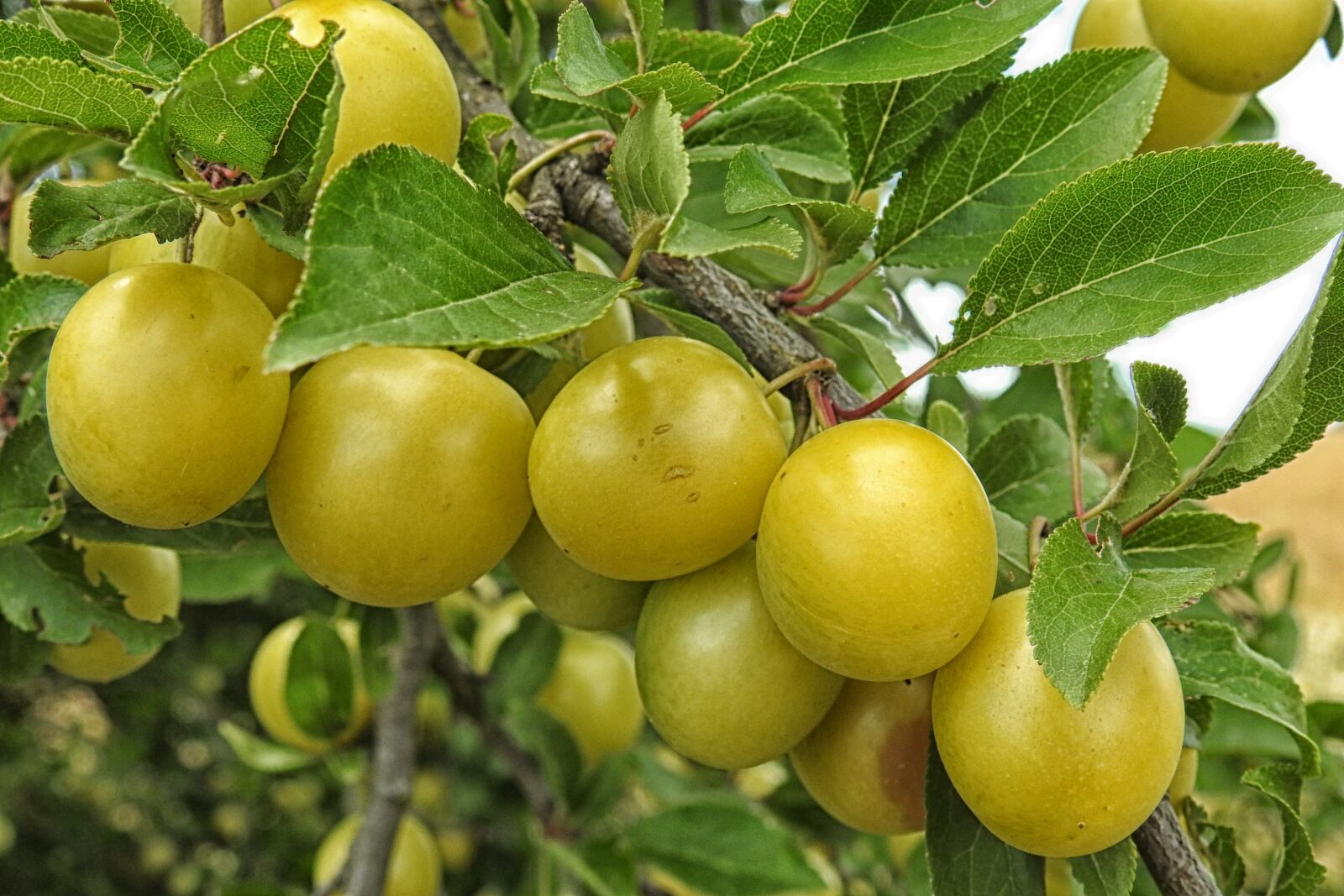 Nikon Coolpix P900 sample photo. Mirabelle plum tree, yellow photography