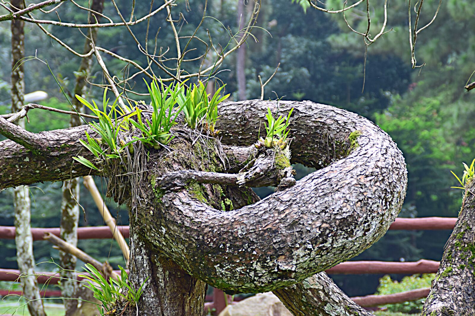 Nikon D5300 sample photo. Tree, grown around, especially photography