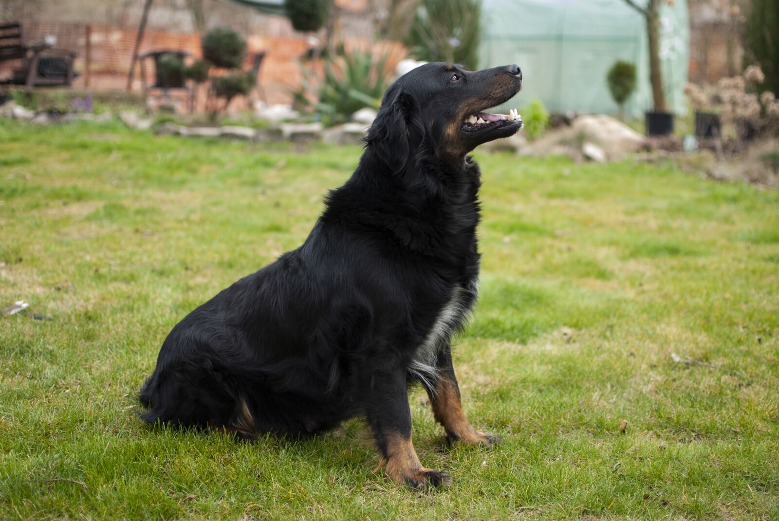 Nikon D60 sample photo. Dog, feb, smart photography