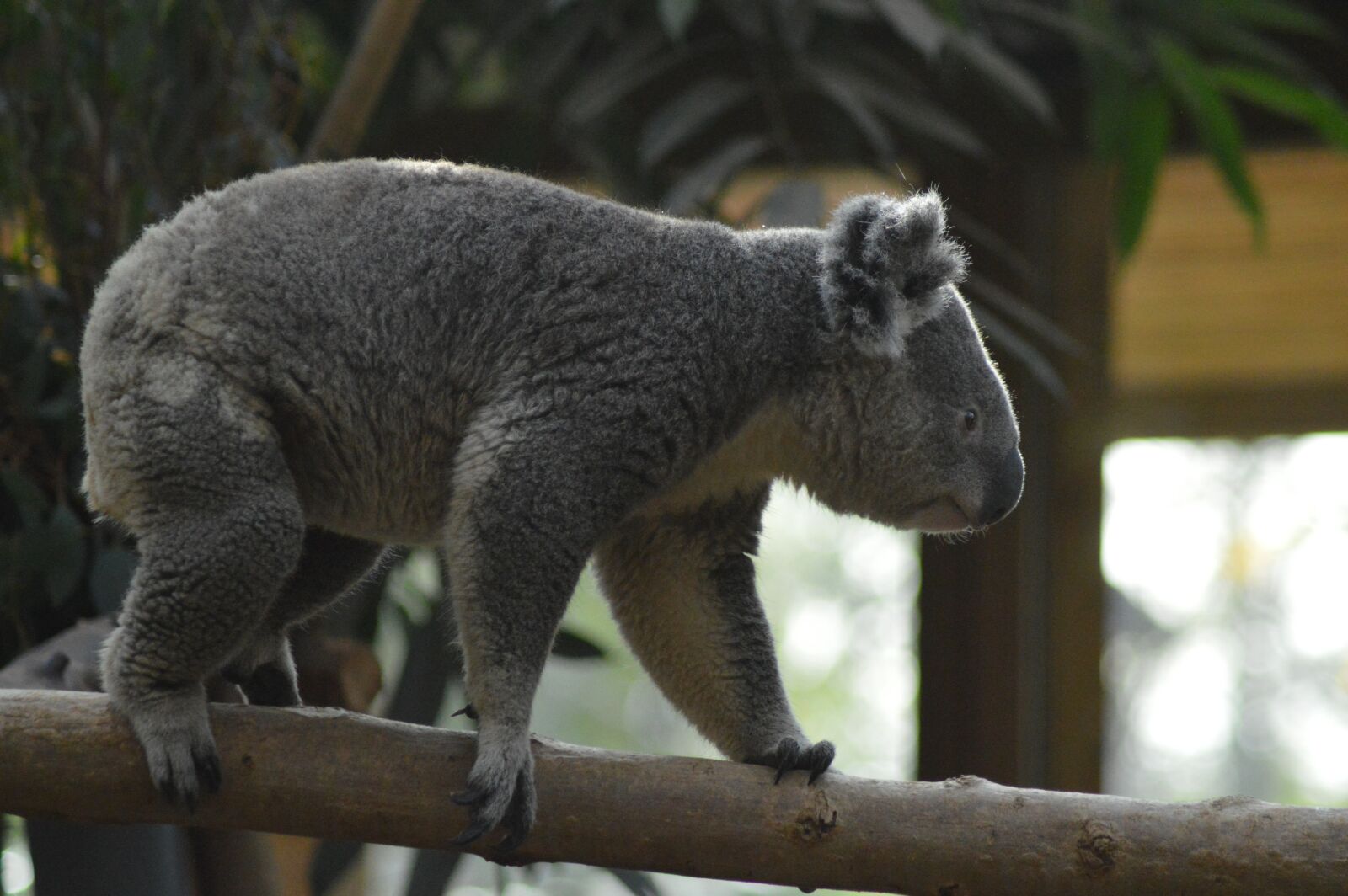 Nikon D3200 sample photo. Animal, bear, koala photography