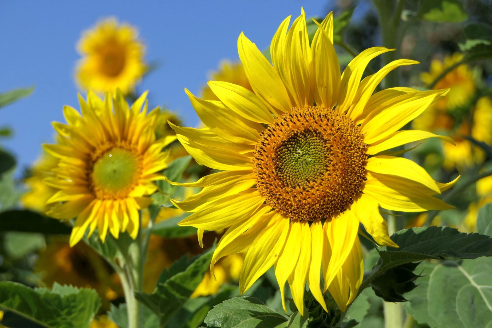 Panasonic Lumix DMC-FZ2500 (Lumix DMC-FZ2000) sample photo. Sunflower, flower, bright photography