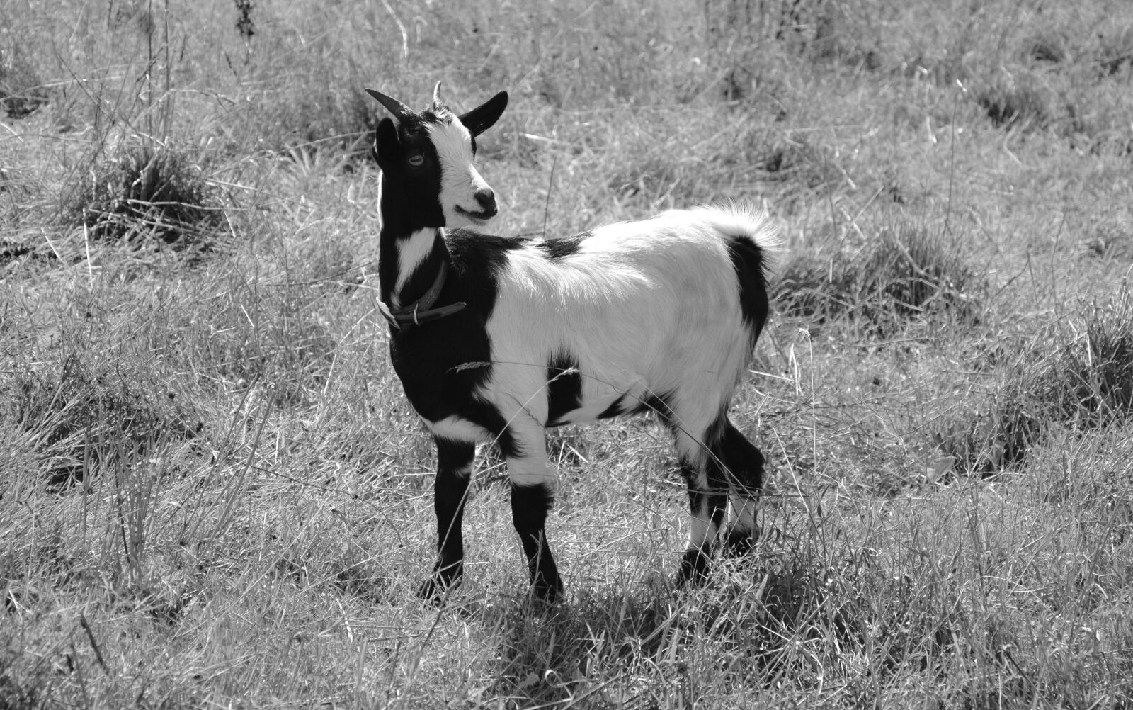 Nikon D5200 sample photo. Goat, photo black white photography