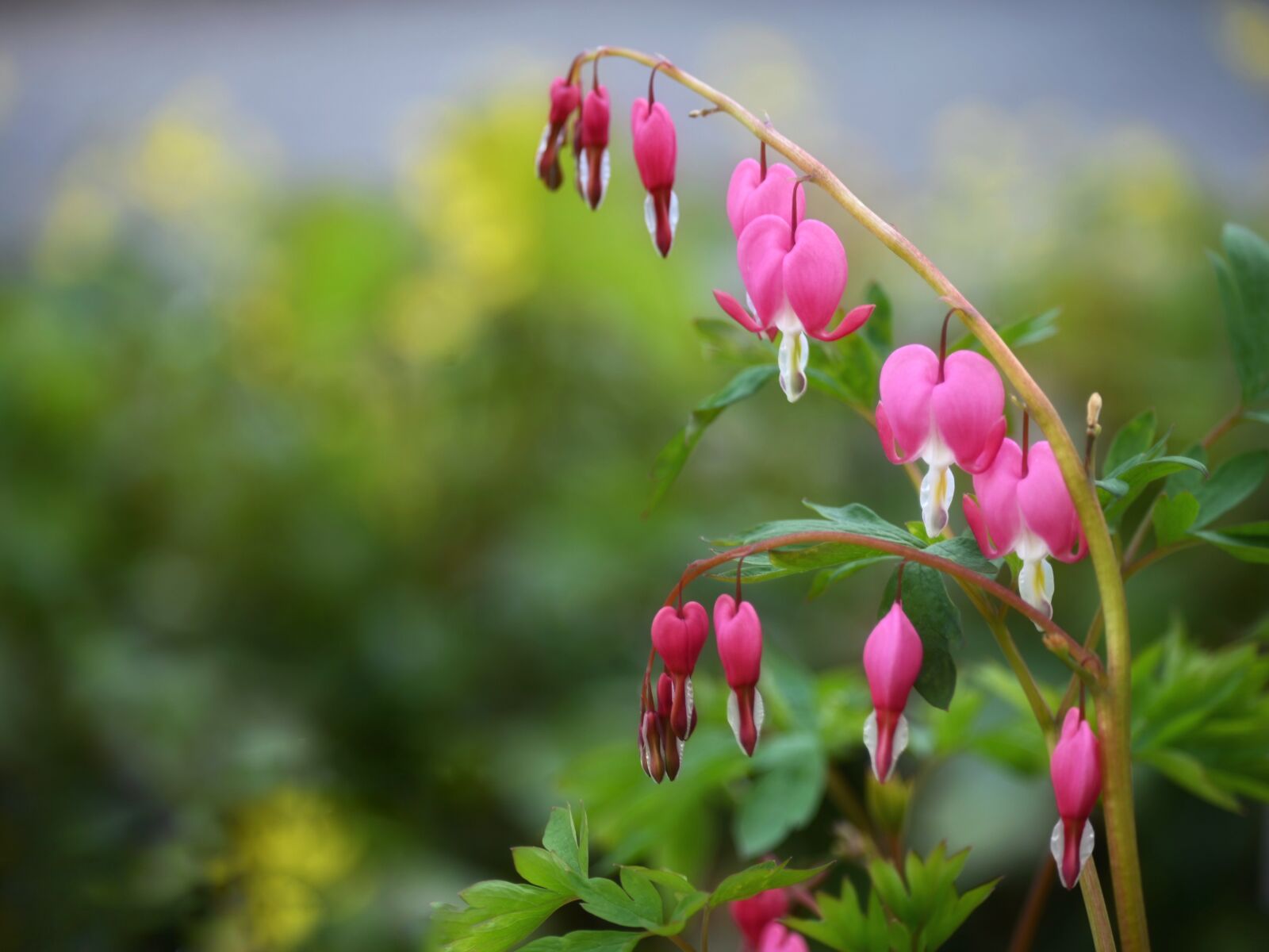 Nikon Z6 sample photo. Bleeding heart, flower, pink photography