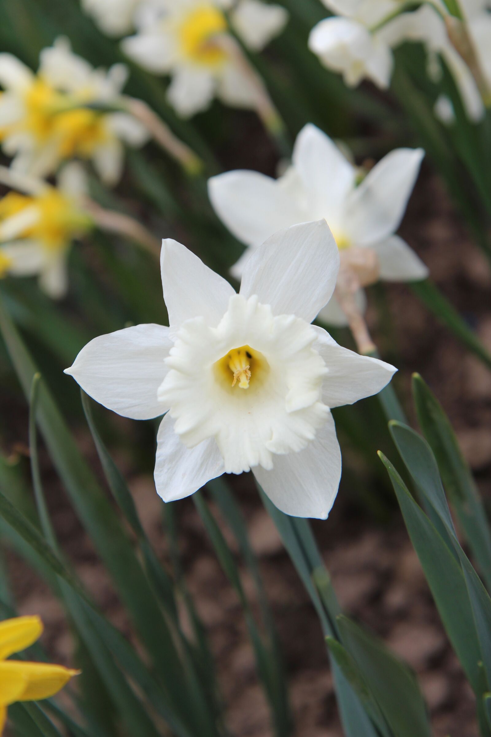 Canon EOS 600D (Rebel EOS T3i / EOS Kiss X5) sample photo. Narcissus, narcissus white, spring photography