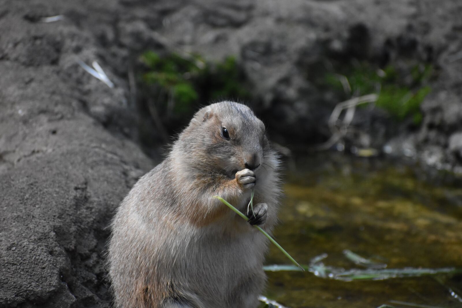 Nikon D5600 sample photo. Zoo, animal, eating photography