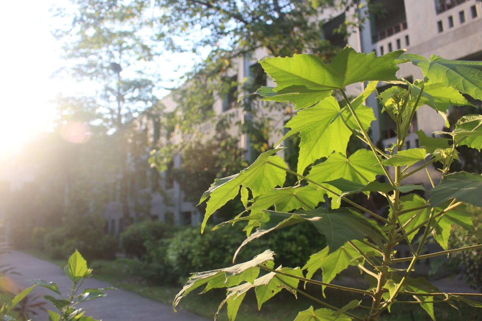 Canon EOS 700D (EOS Rebel T5i / EOS Kiss X7i) sample photo. Backlit fly, light and photography