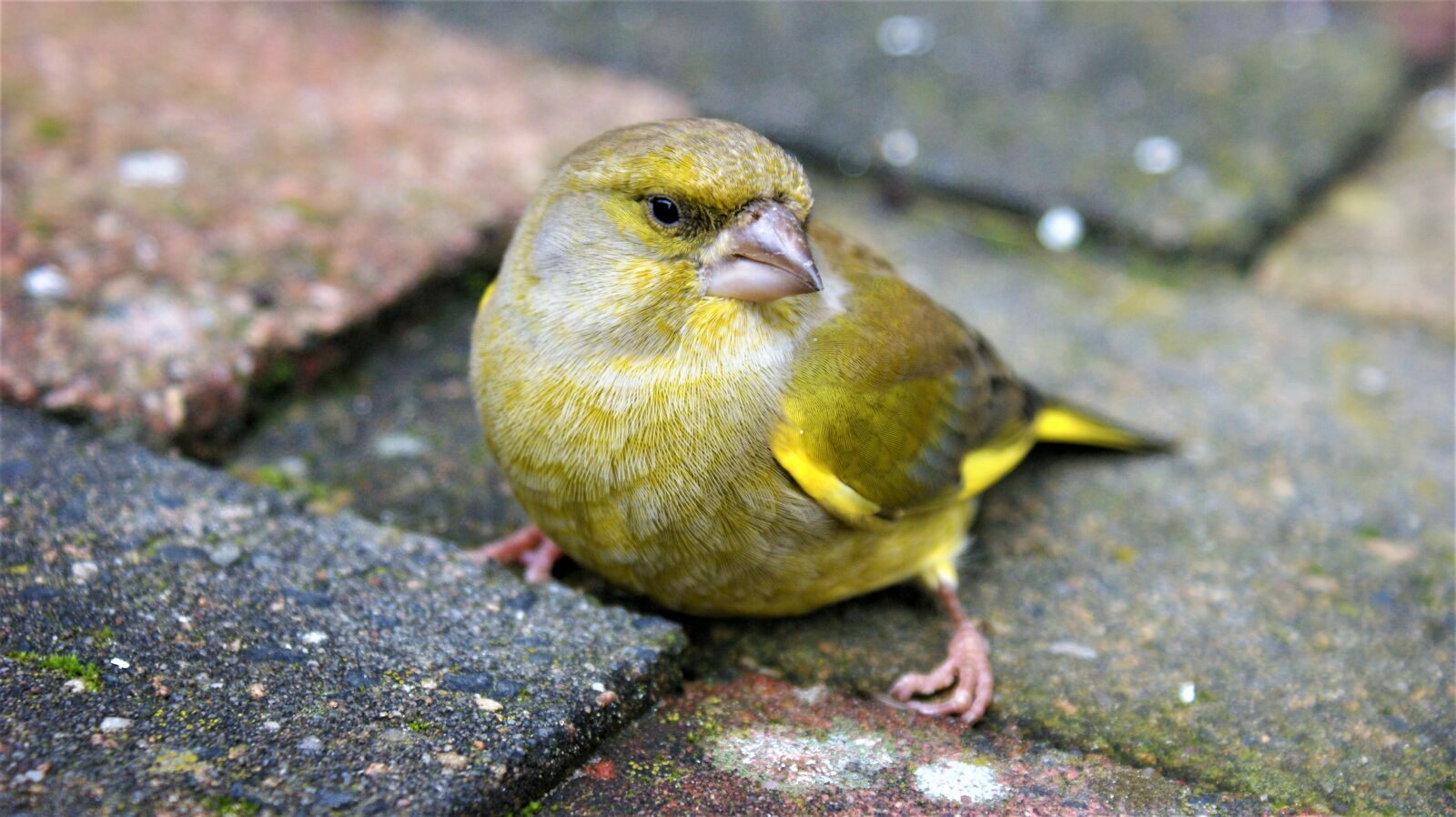 Sony Alpha DSLR-A350 sample photo. Bird, greenfinch, garden photography
