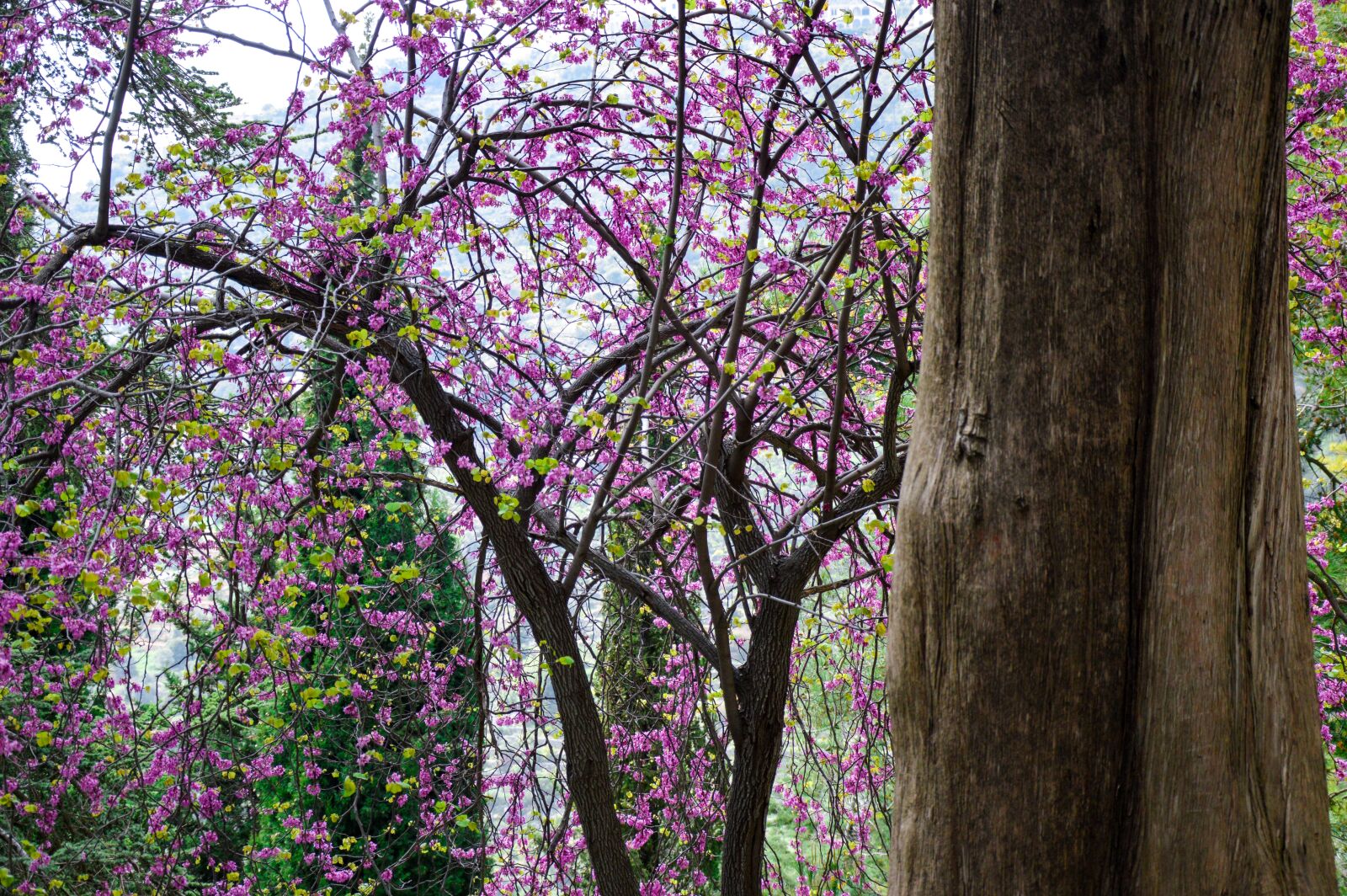 Nikon D3200 sample photo. Tree, flowers, pink photography