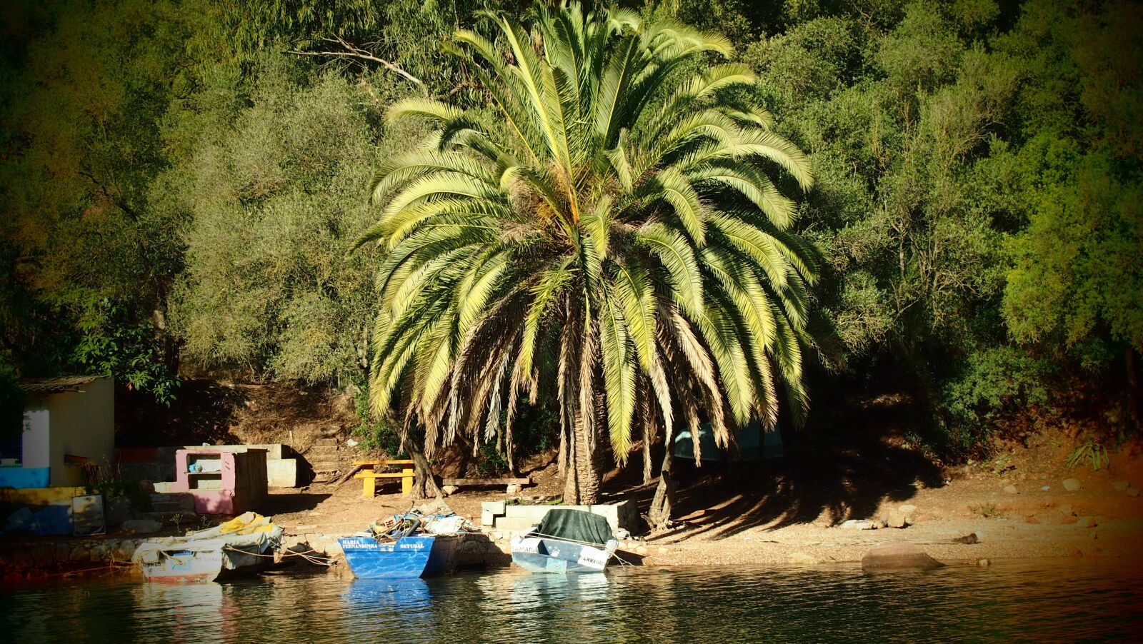 Olympus PEN E-PL3 sample photo. Palm tree, comporta, boats photography