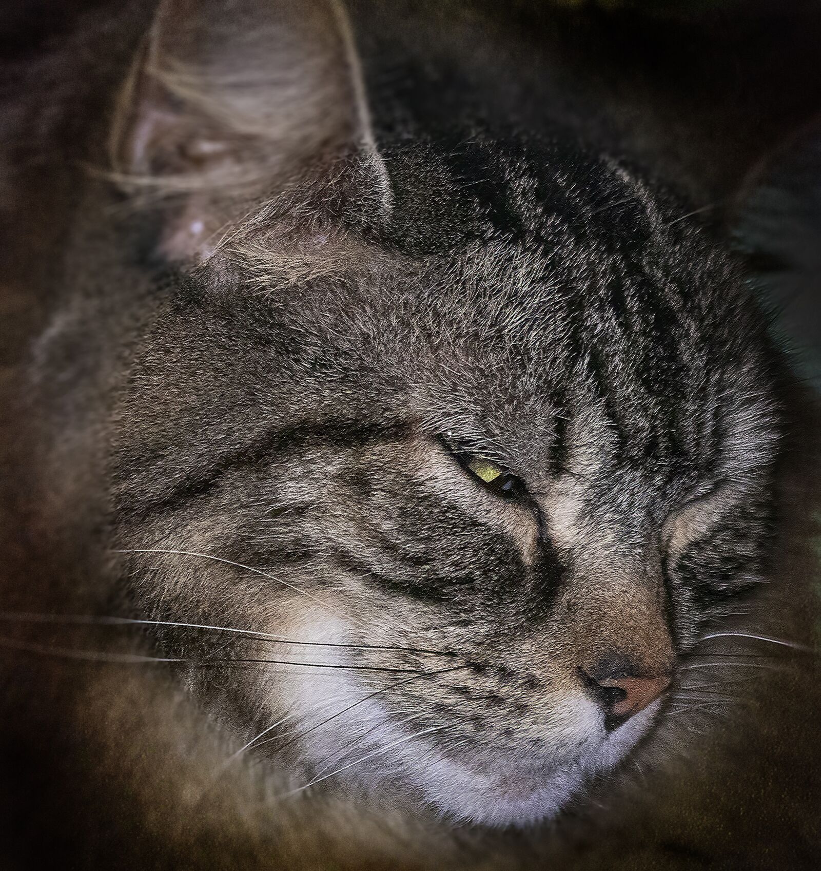 Sigma 100-400mm F5-6.3 DG OS HSM sample photo. Cat, pet, maine-coon photography