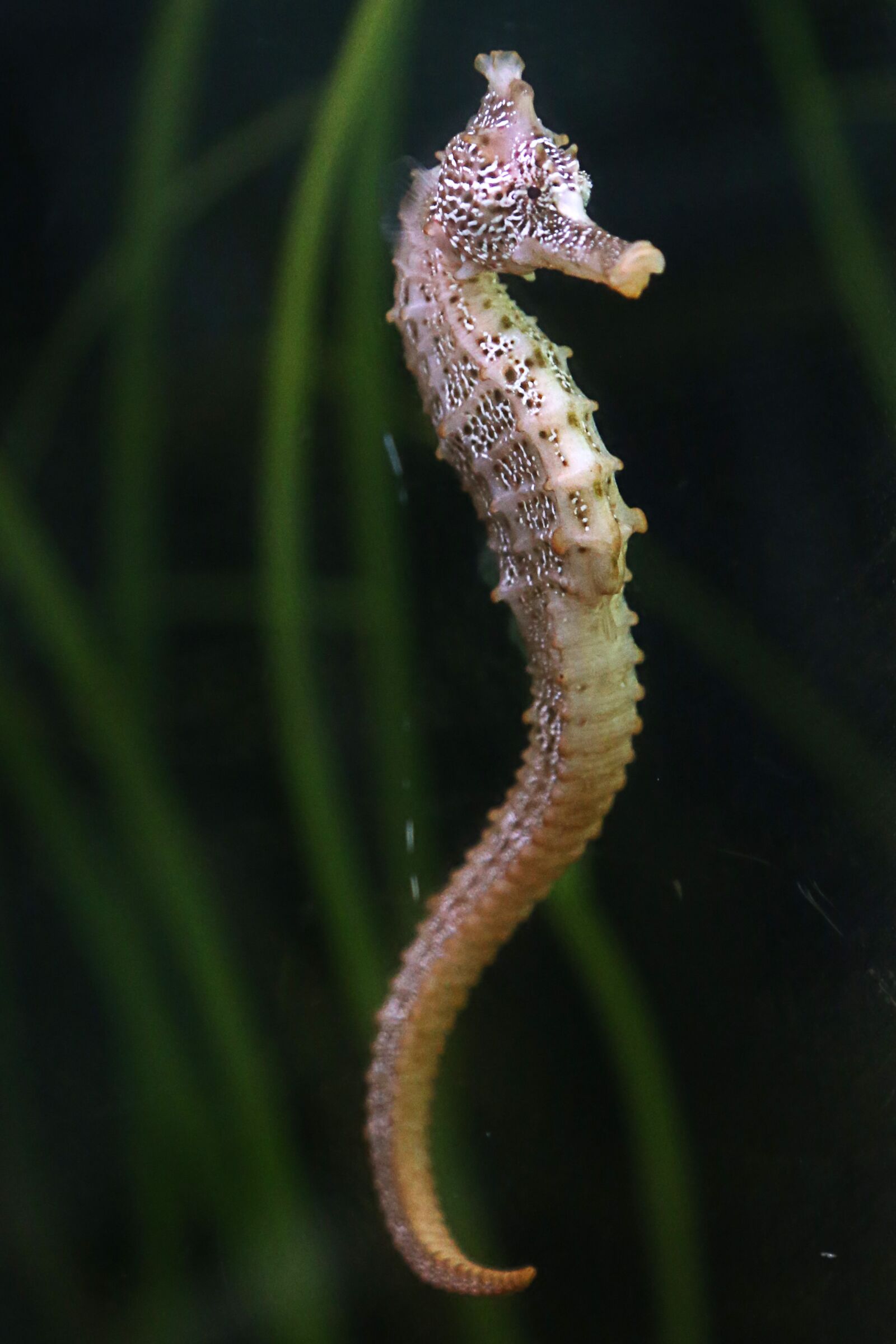 Canon EF 24-105mm F4L IS USM sample photo. Seahorse, aquarium, fish photography