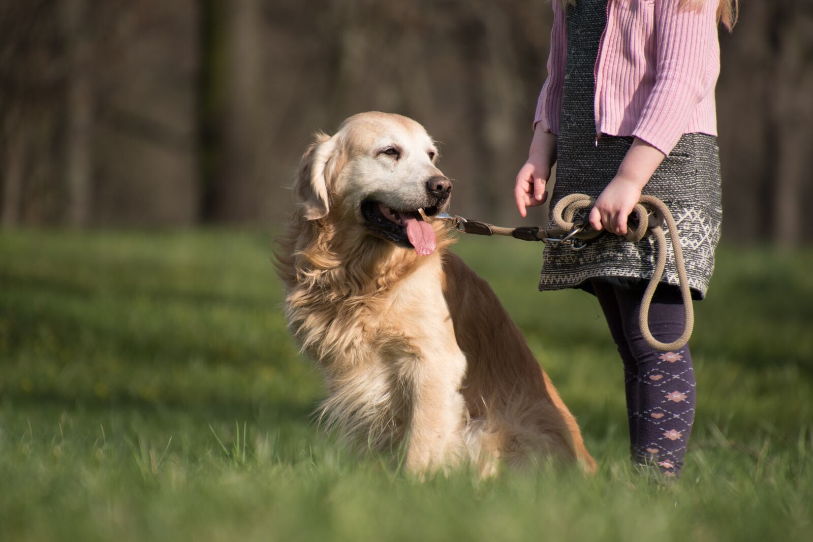 Nikon D5600 sample photo. Golden retriever, dog, animal photography